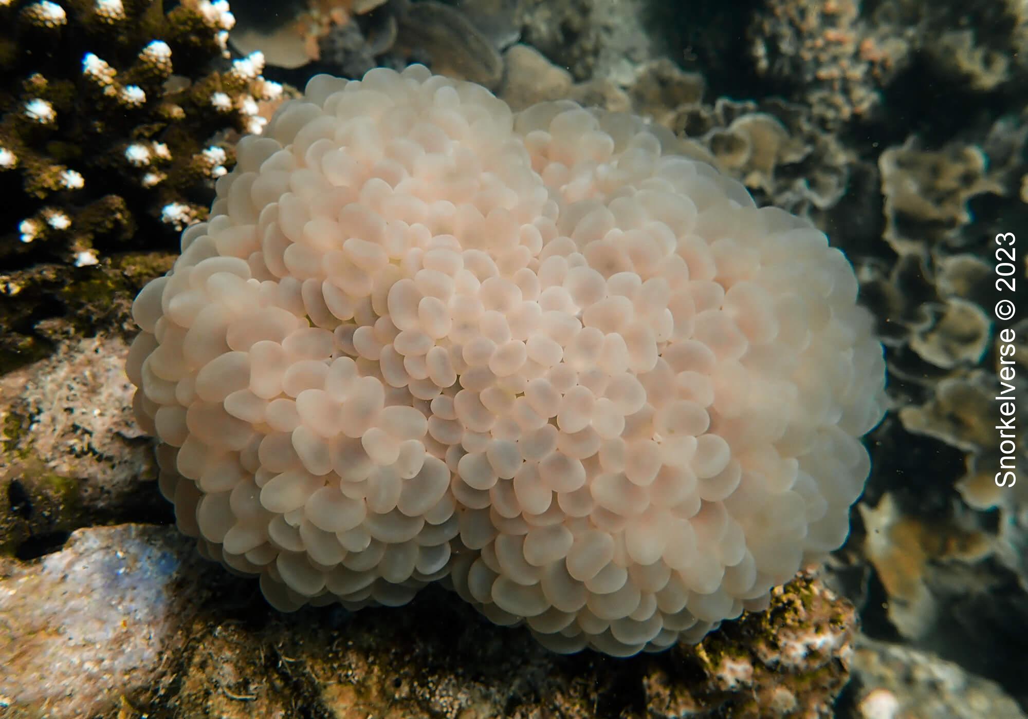 Bubble Coral