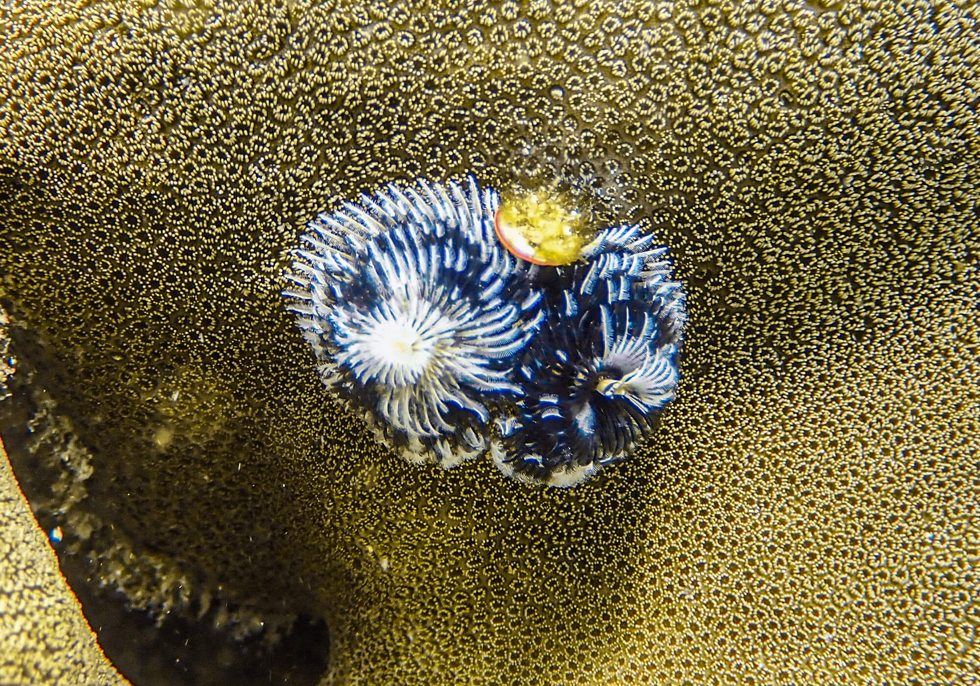 Christmas Tree Worm