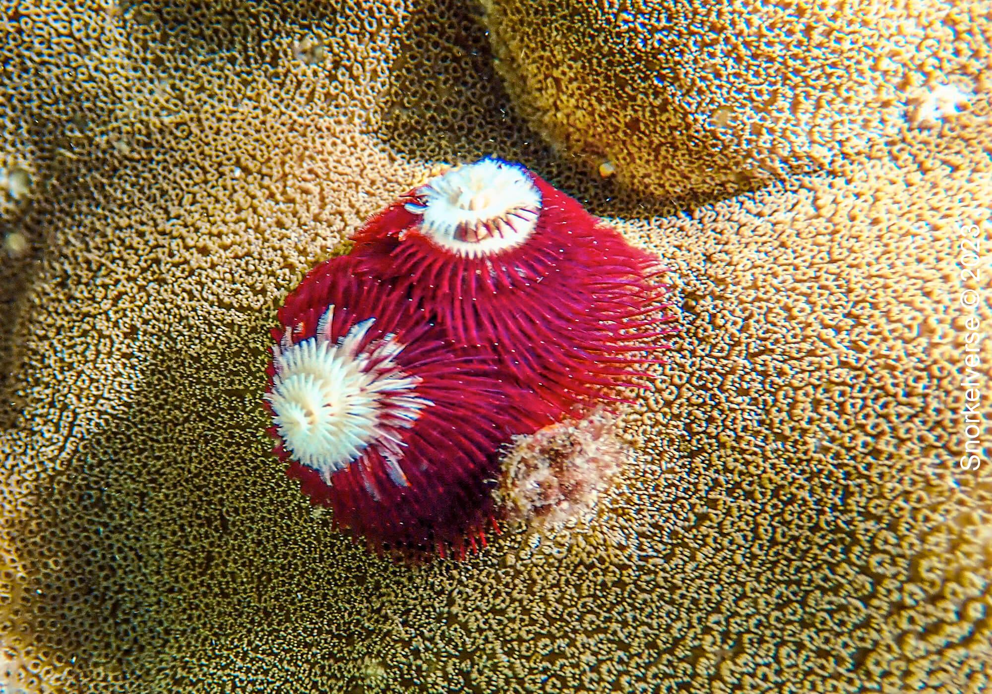 Red Christmas Tree Worms