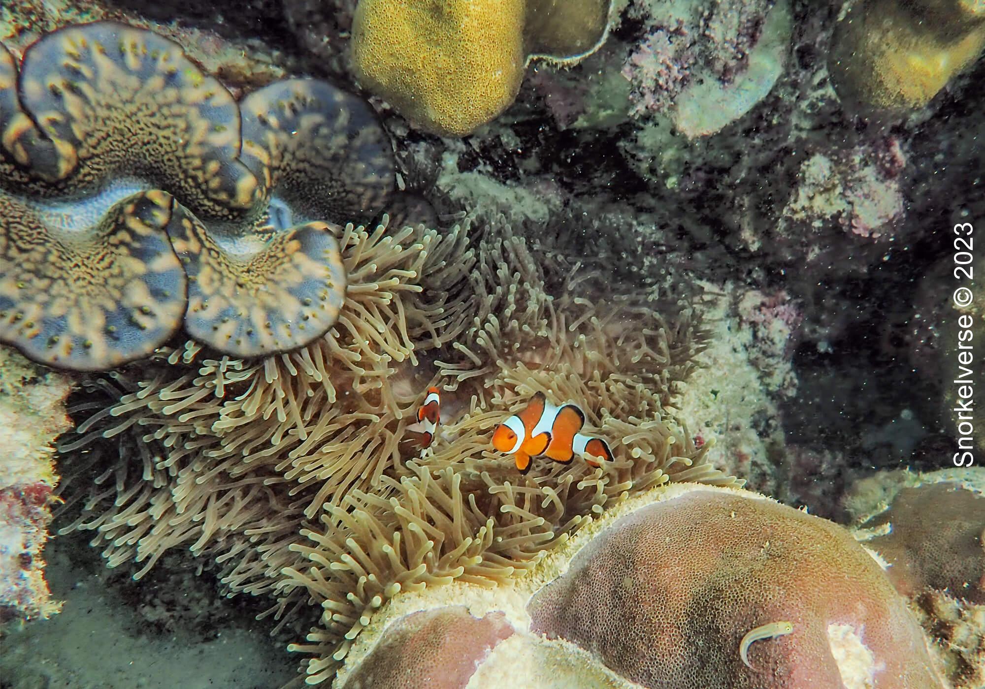 Clownfish and Giant Clam
