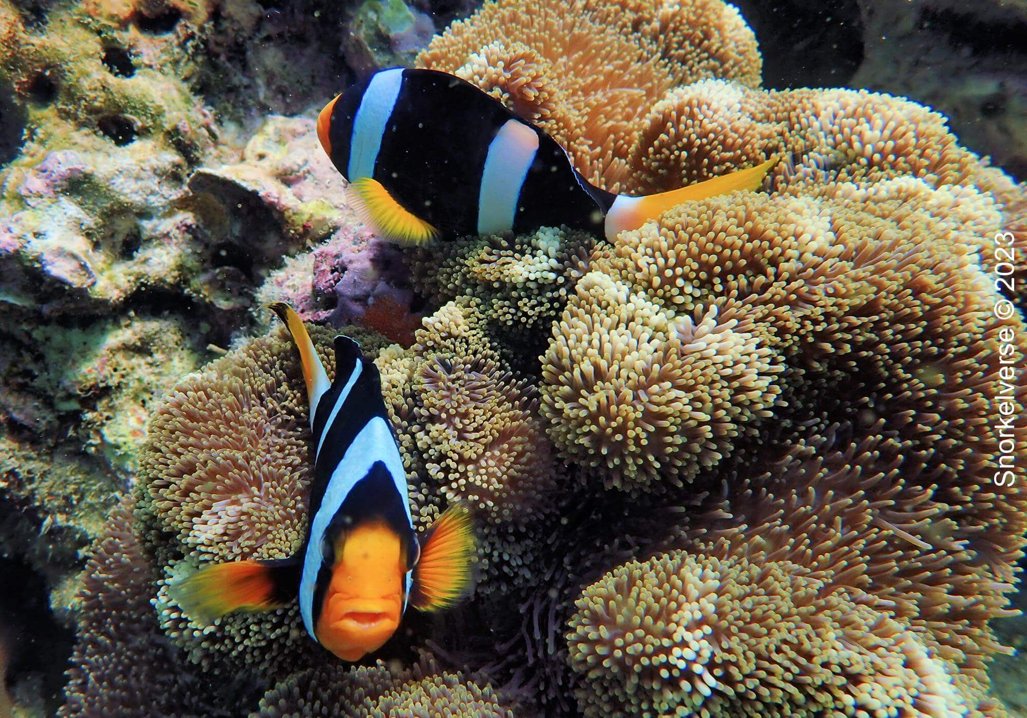 Clark s Anemonefish Snorkelverse