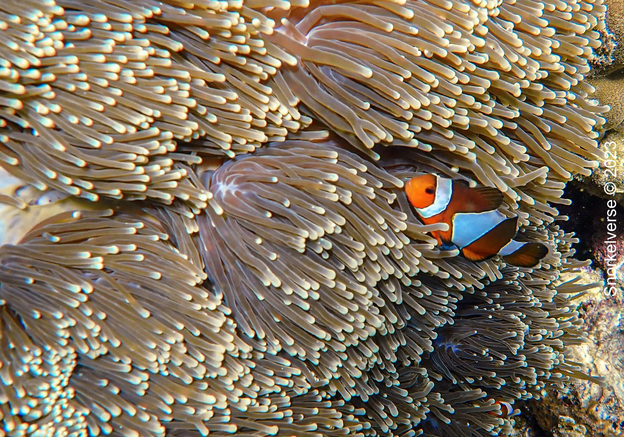 Clownfish, Koh Kra, Koh Lipe