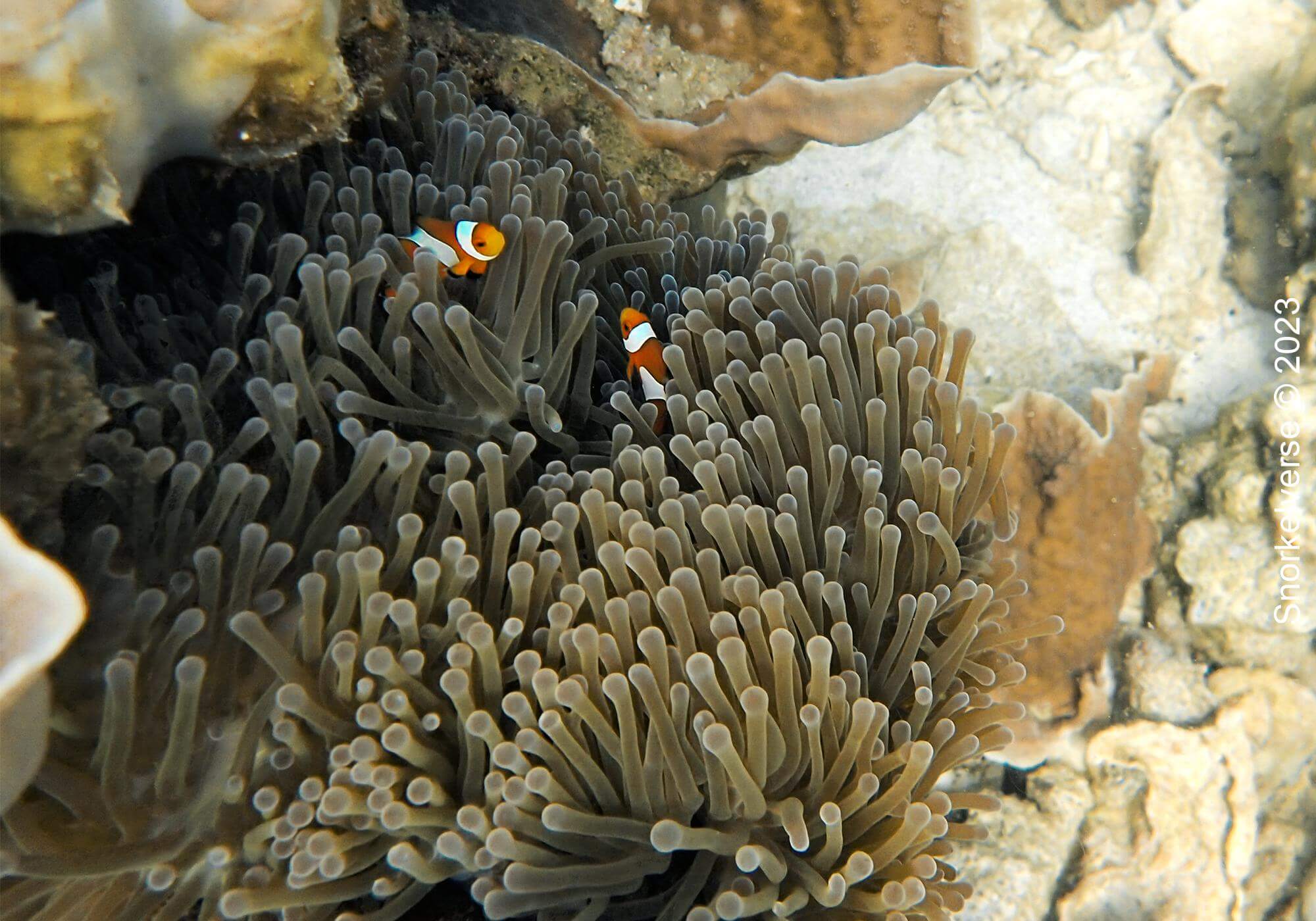 Clownfish, Koh Yang