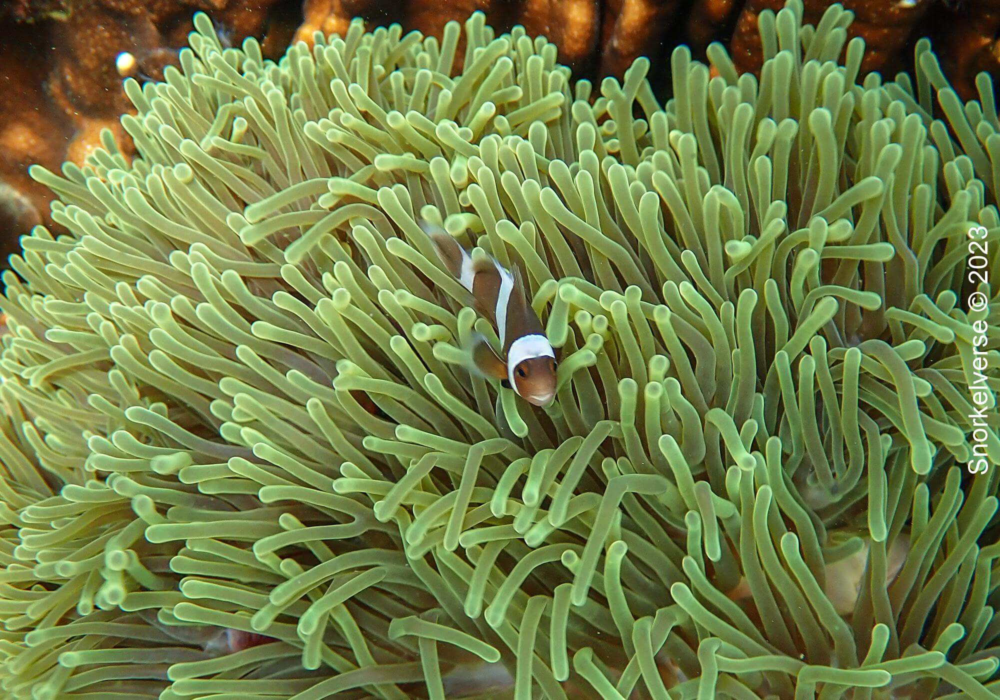 Koh Lipe Half Day Snorkel Trip 33 Clownfish