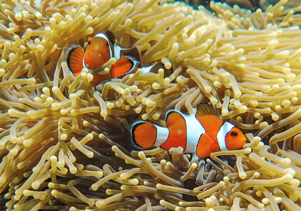 About, Oscellaris Clownfish, Koh Kra
