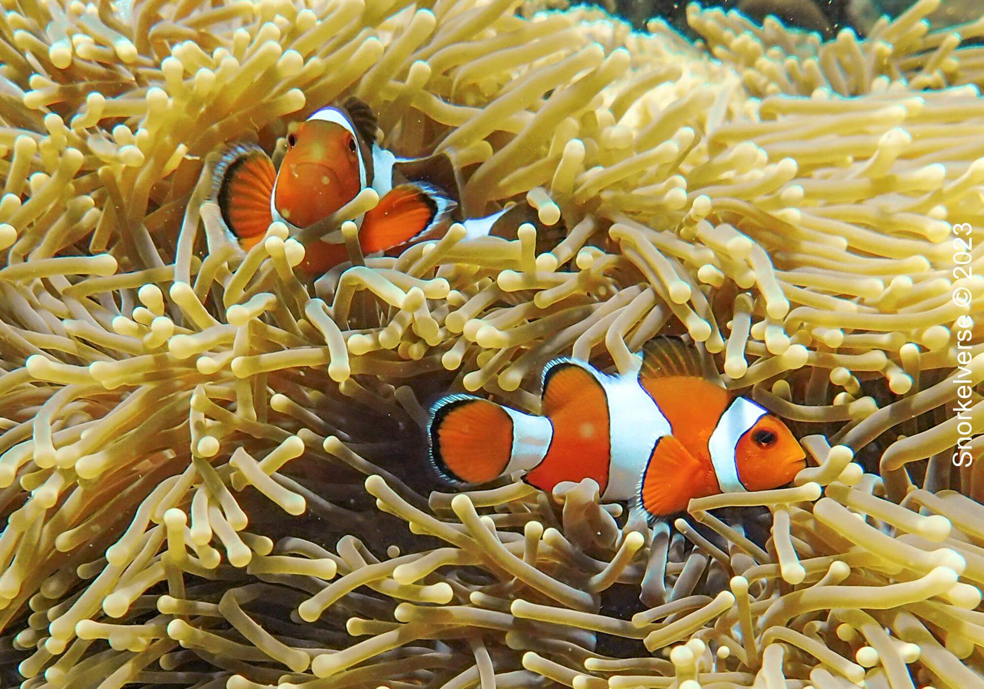 About, Oscellaris Clownfish, Koh Kra