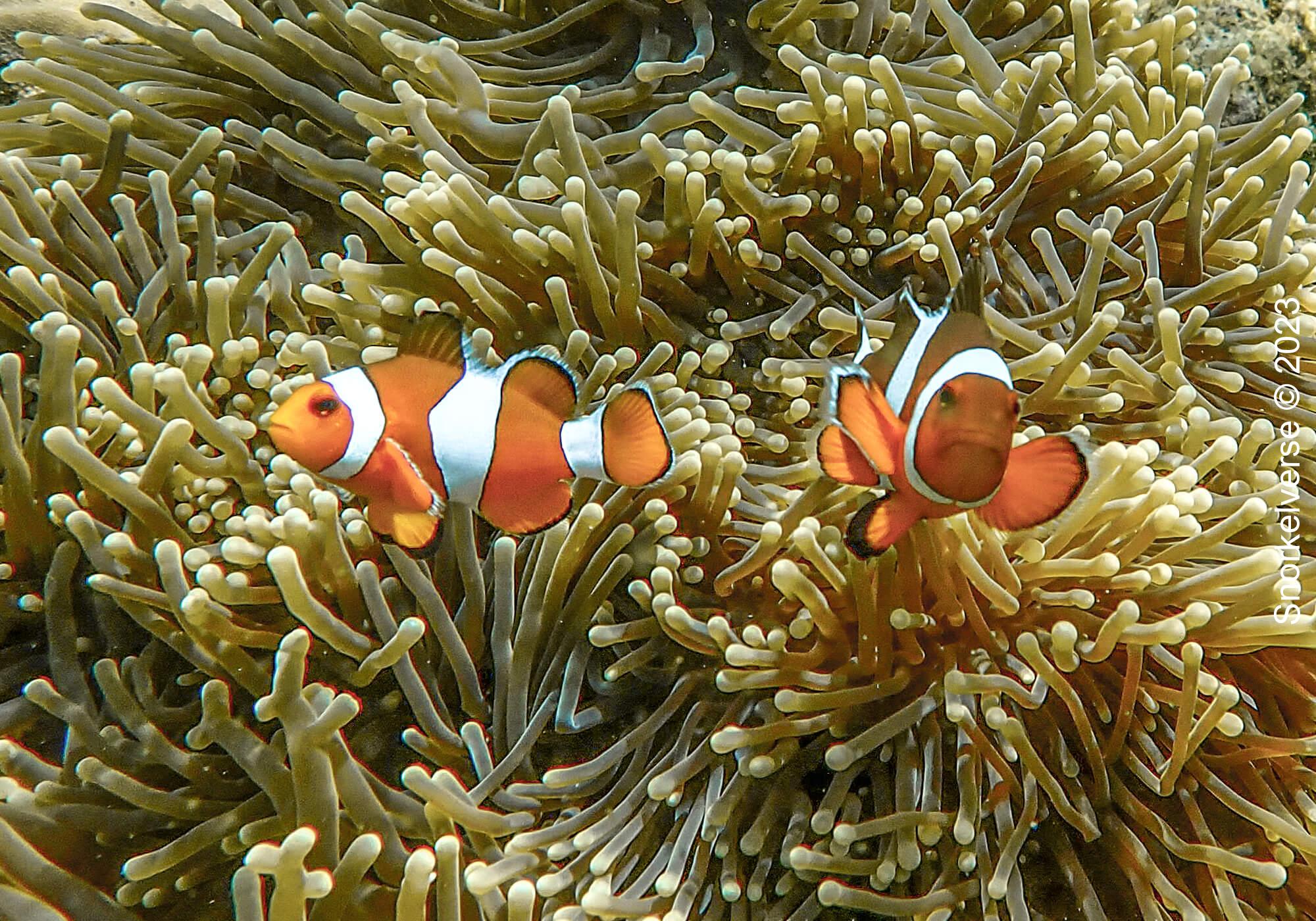 Clownfish, Koh Kra, Koh Lipe