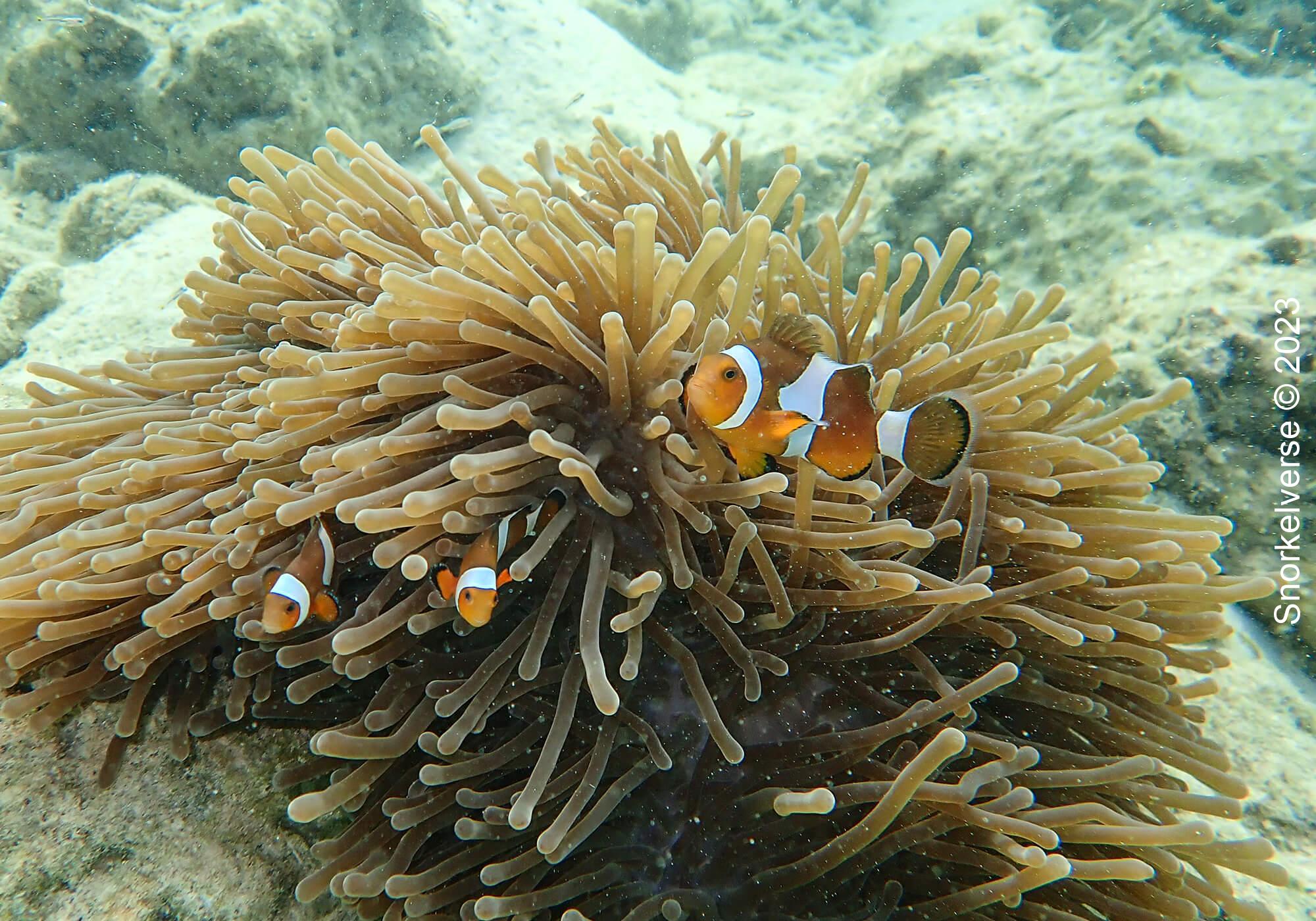 Snorkeling the popular Pattaya Beach, Koh Lipe 35 Clownfish Pattaya Beach 2