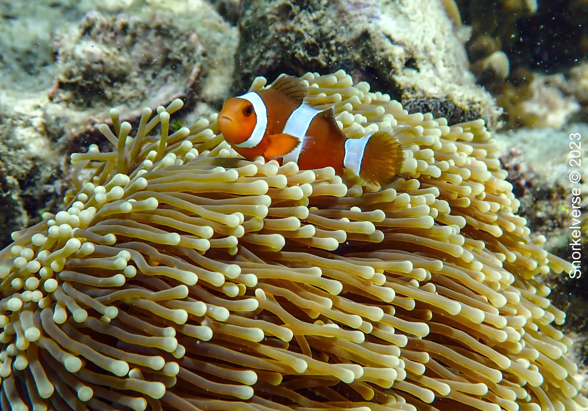 Oscellaris Clownfish, Sunrise Beach