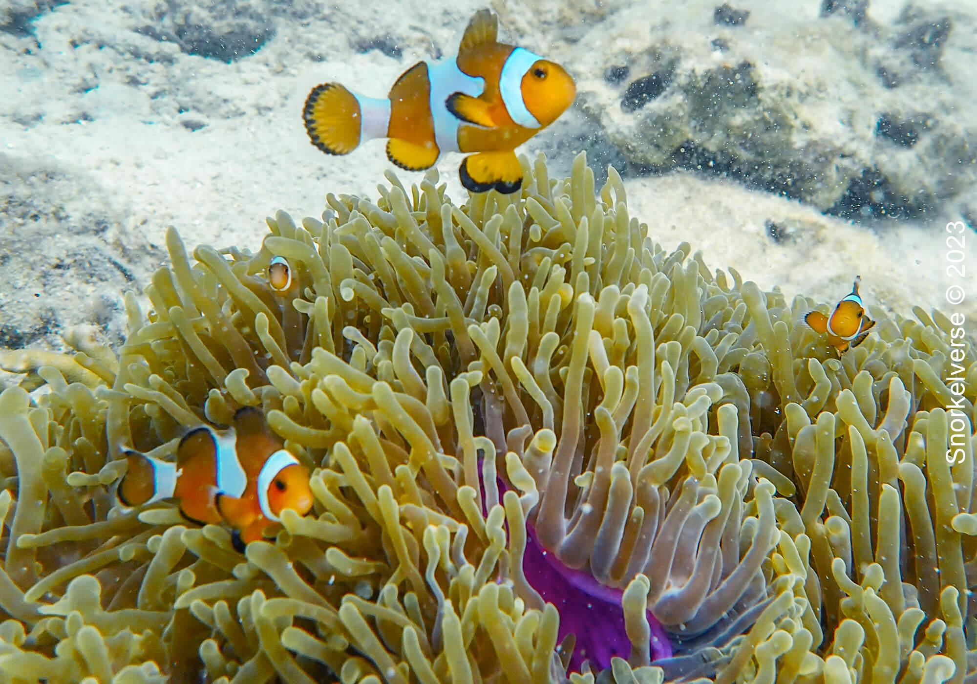 Common Clownfish Family