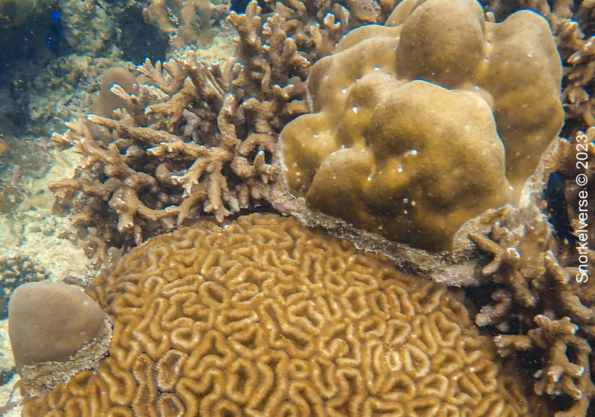 Coral Reef, Koh Adang