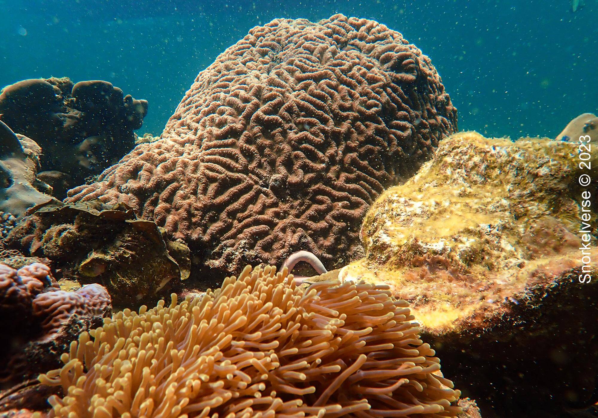 Coral Reef, Koh Bulu