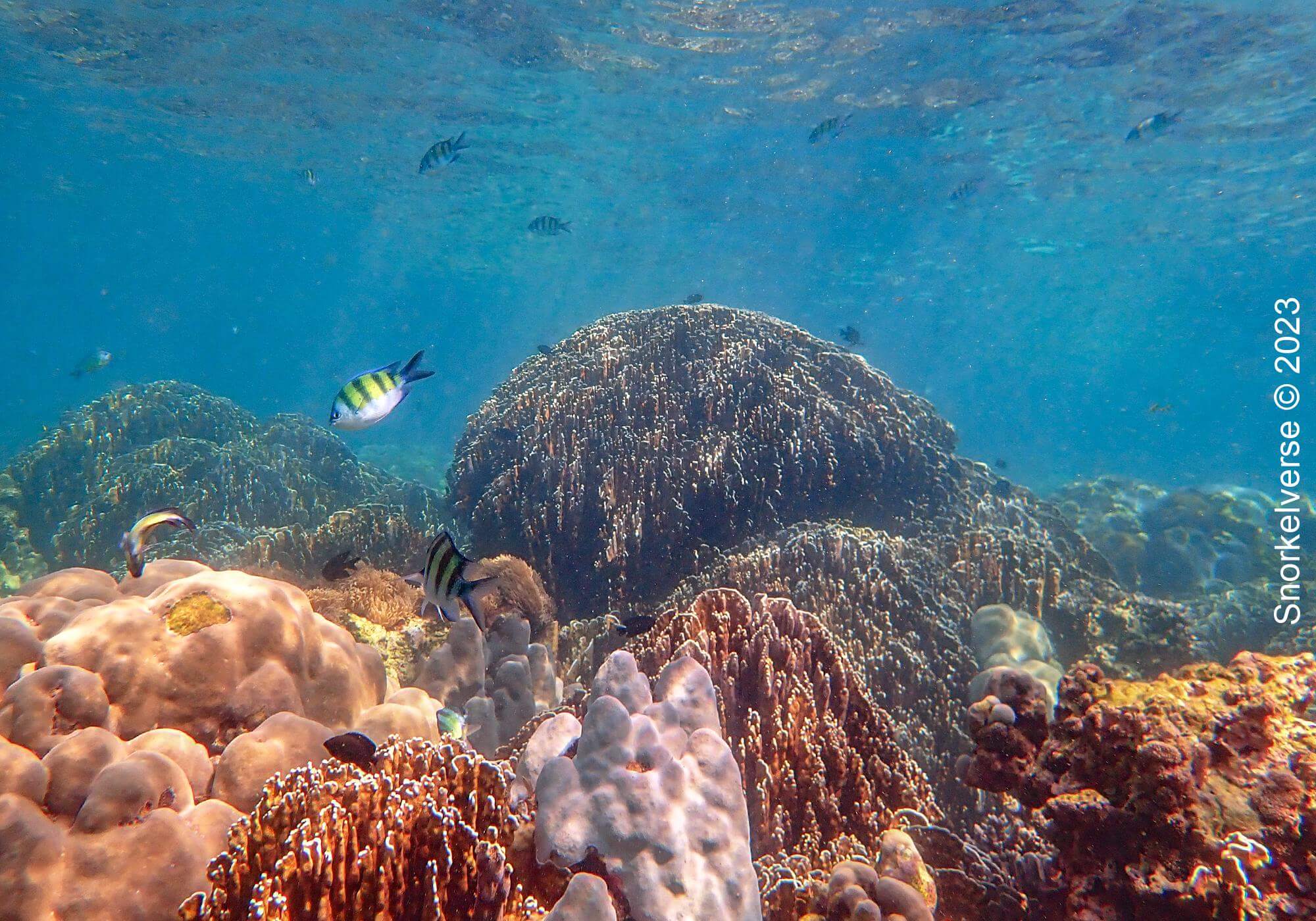 Coral Reef, Koh Hin Ngam