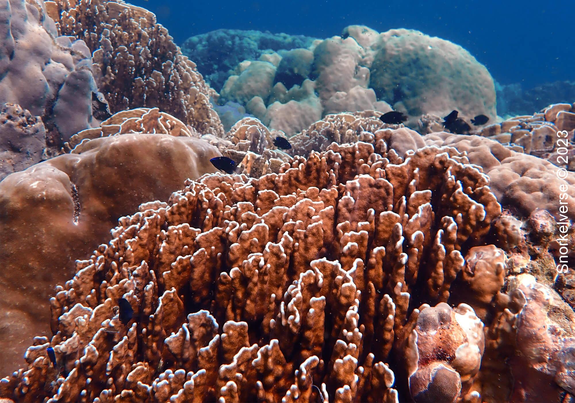 Coral Reef, Koh Hin Ngam