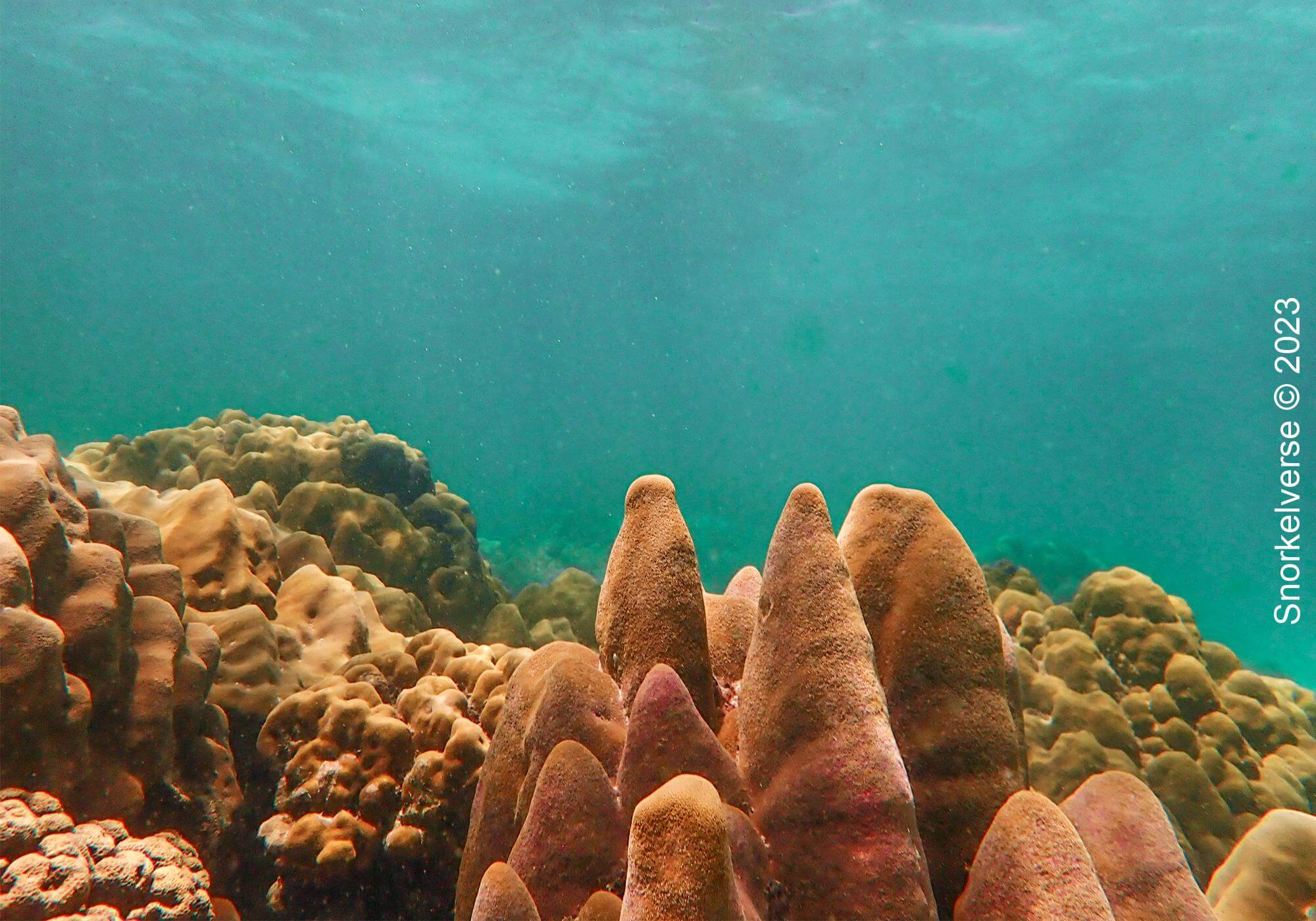 Coral Reef Koh Kra 10