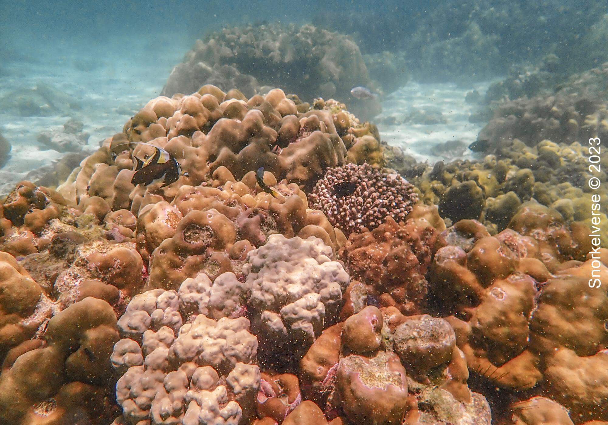 Boulder Coral Reef, Koh Kra