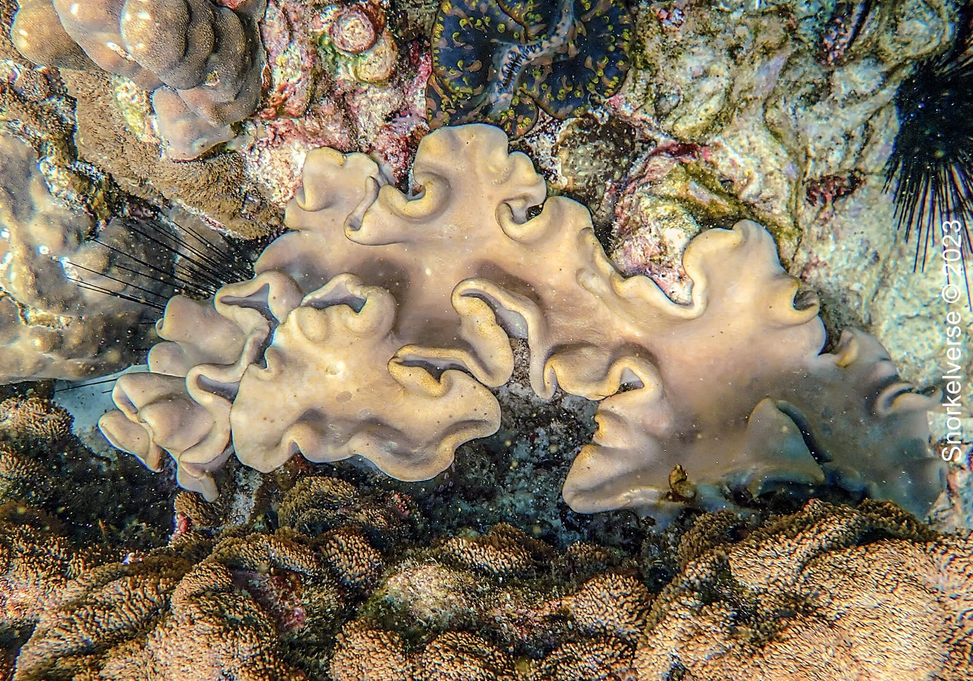 Folded Coral