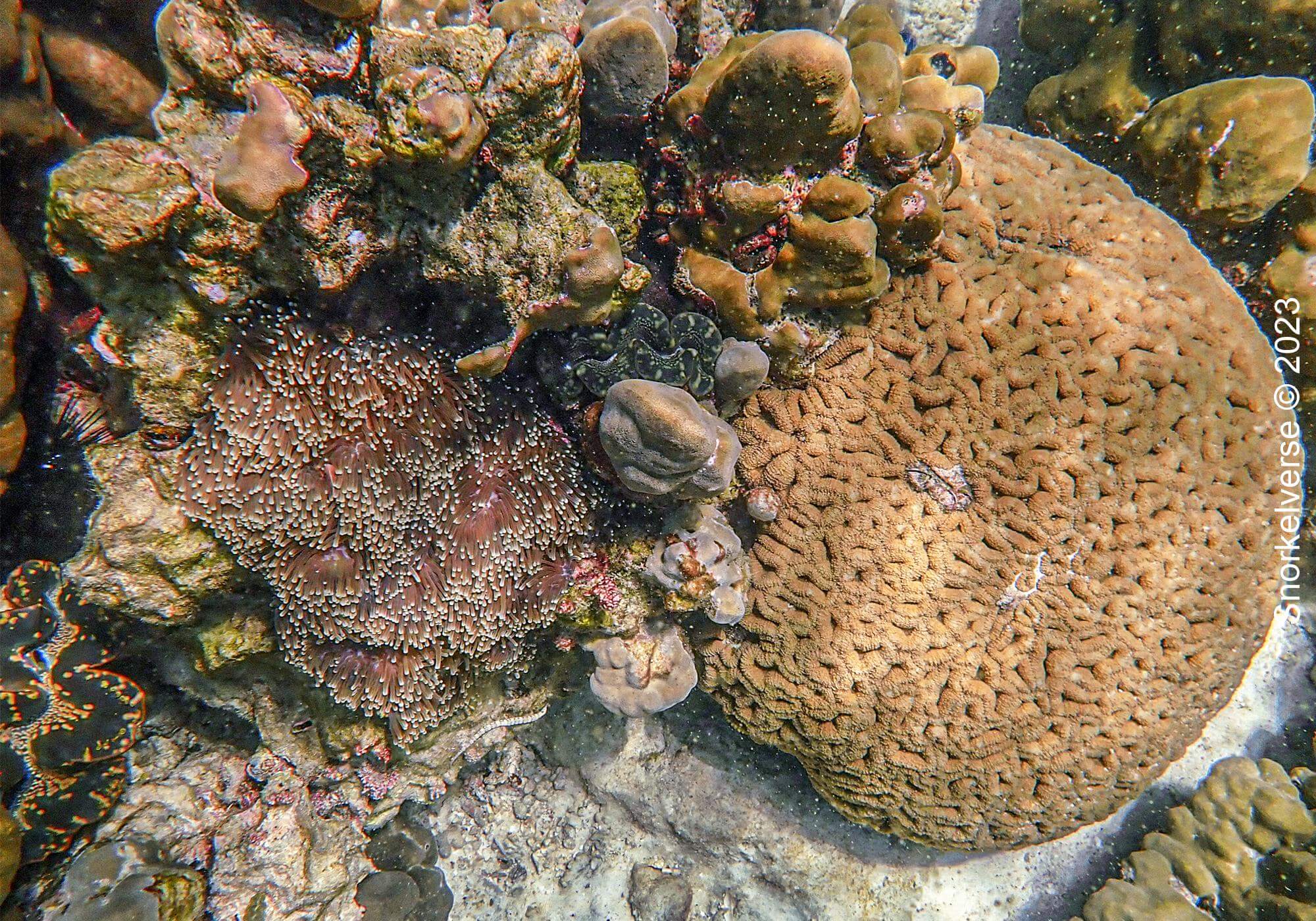 Coral Reef Koh Kra 7