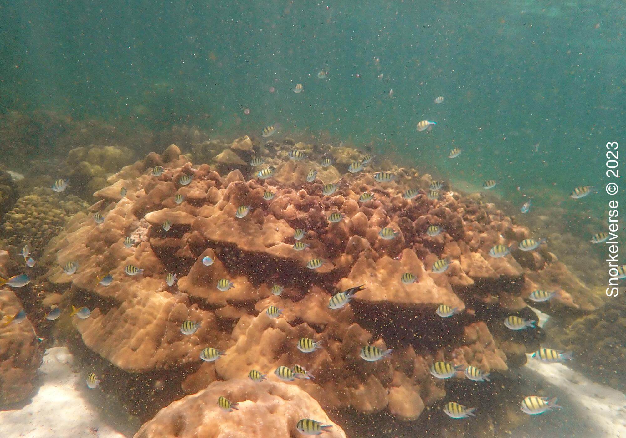 Coral Reef, Koh Kra