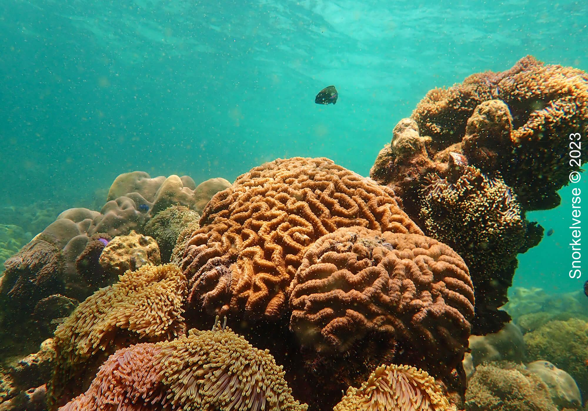 Brain Coral, Koh Pung