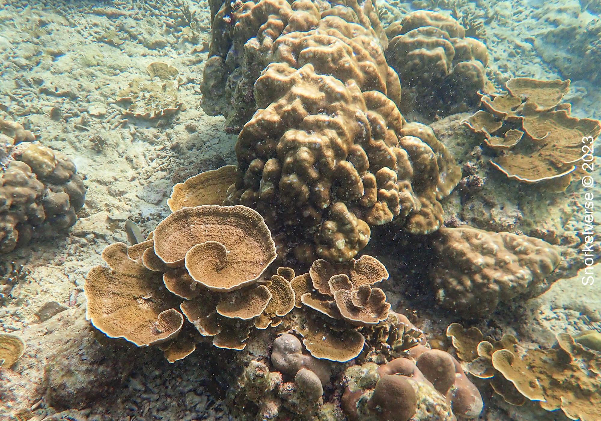 Snorkeling the popular Pattaya Beach, Koh Lipe 33 Coral Reef Pattaya Beach 1