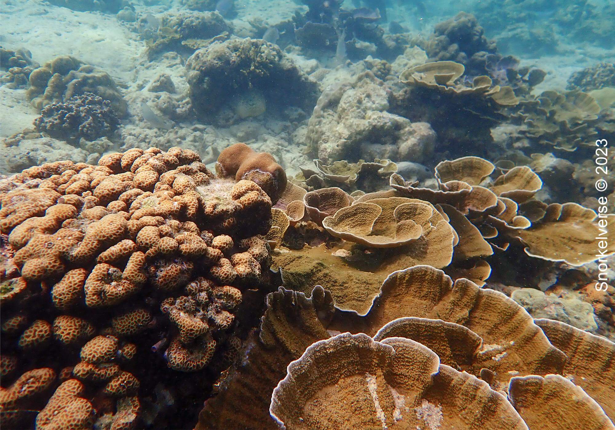 Snorkeling the popular Pattaya Beach, Koh Lipe 32 Coral Reef Pattaya Beach