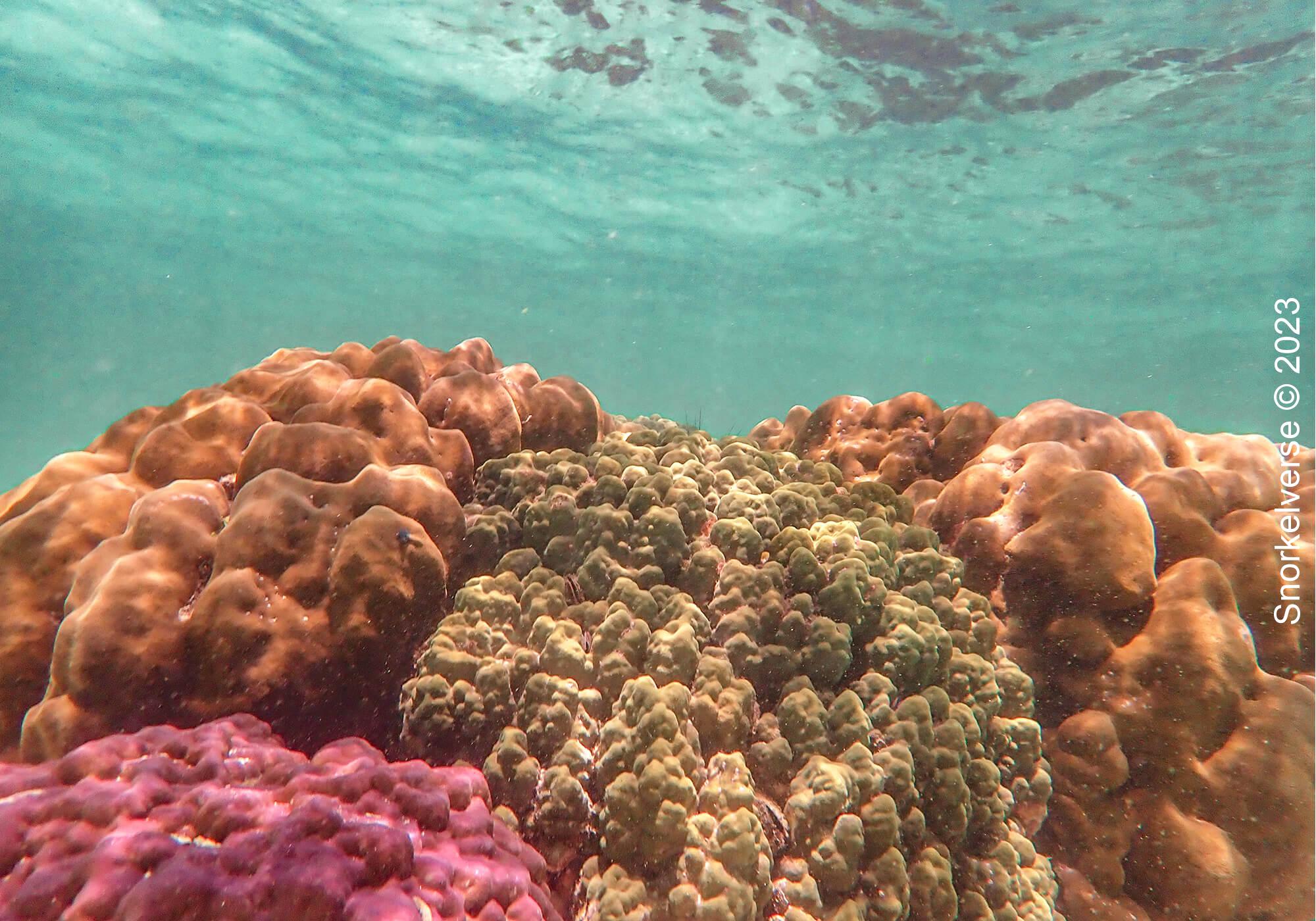 Snorkeling Sunrise Beach, Koh Lipe 26 Colourful Coral Reef