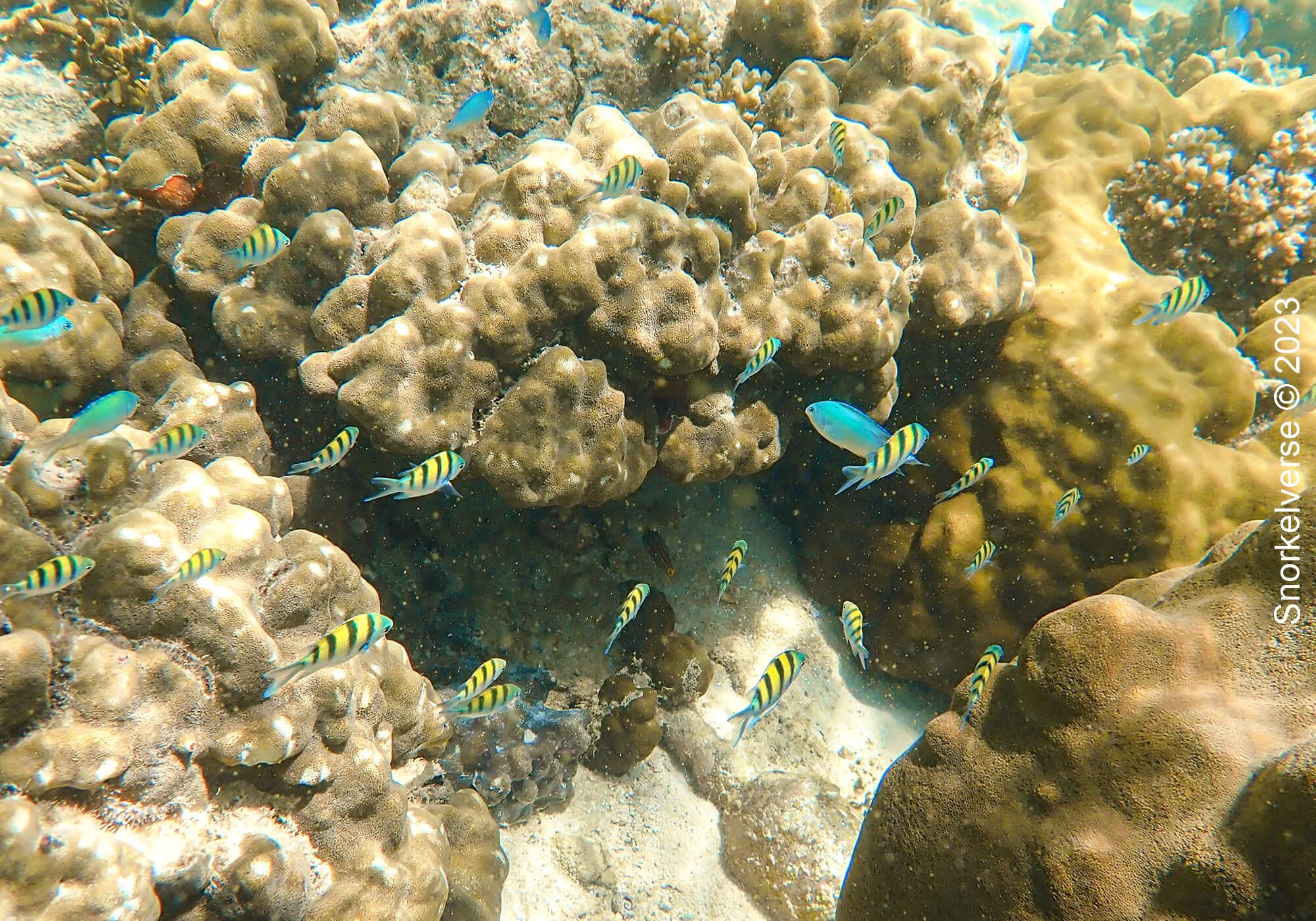 Snorkeling Sunrise Beach, Koh Lipe 27 Boulder Coral Reef, Sunrise Beach