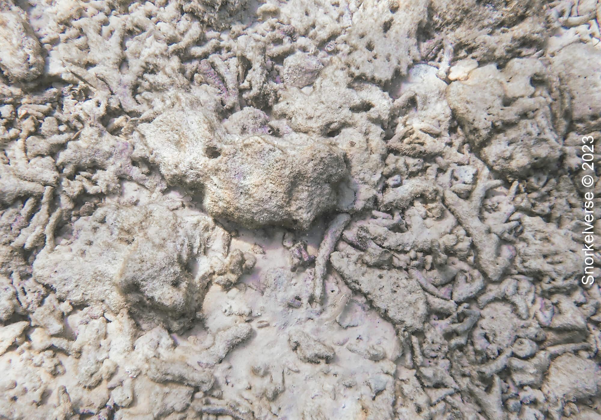 Dead Coral