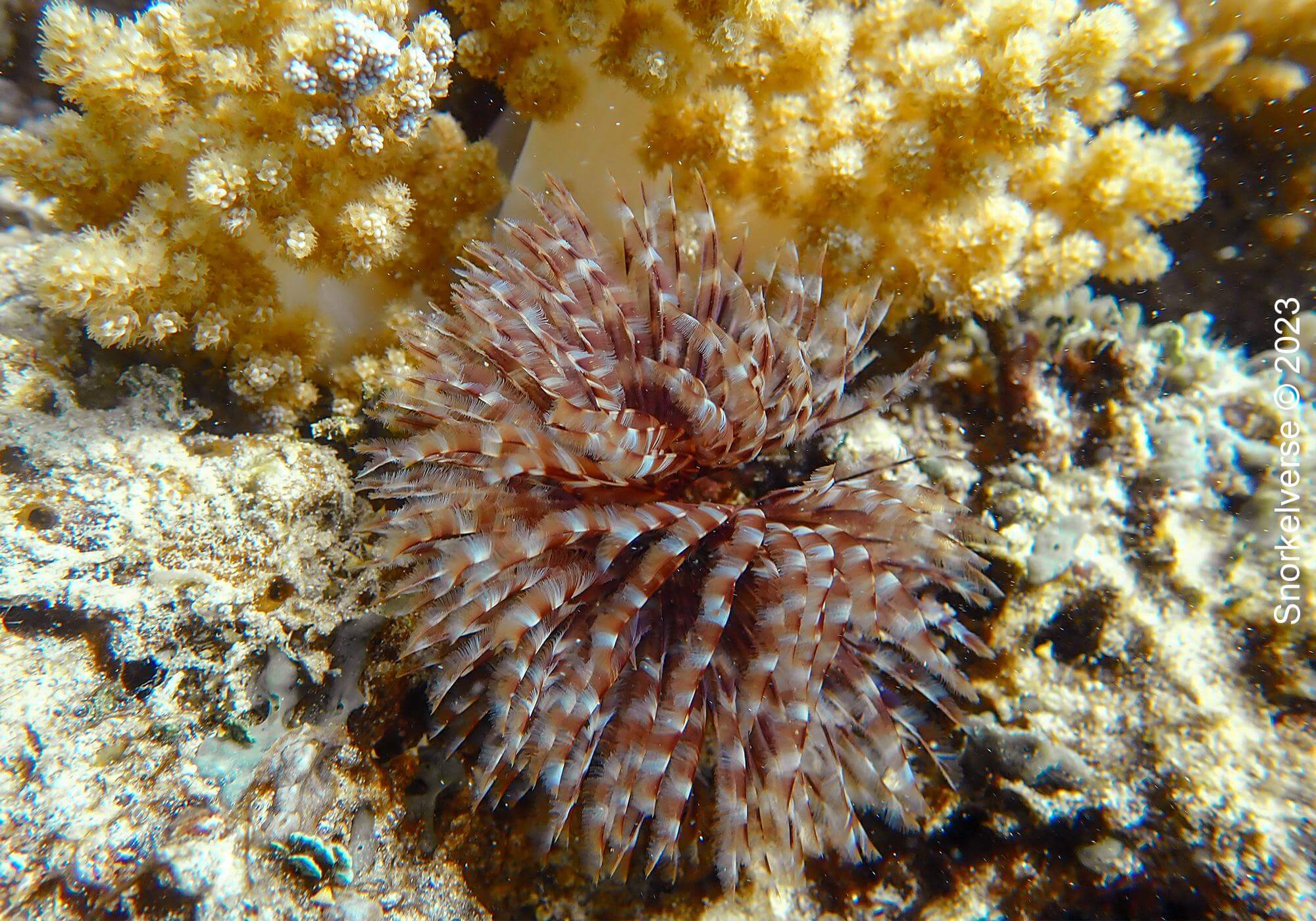 Feather Duster Worm, Gili Air, Gili Islands