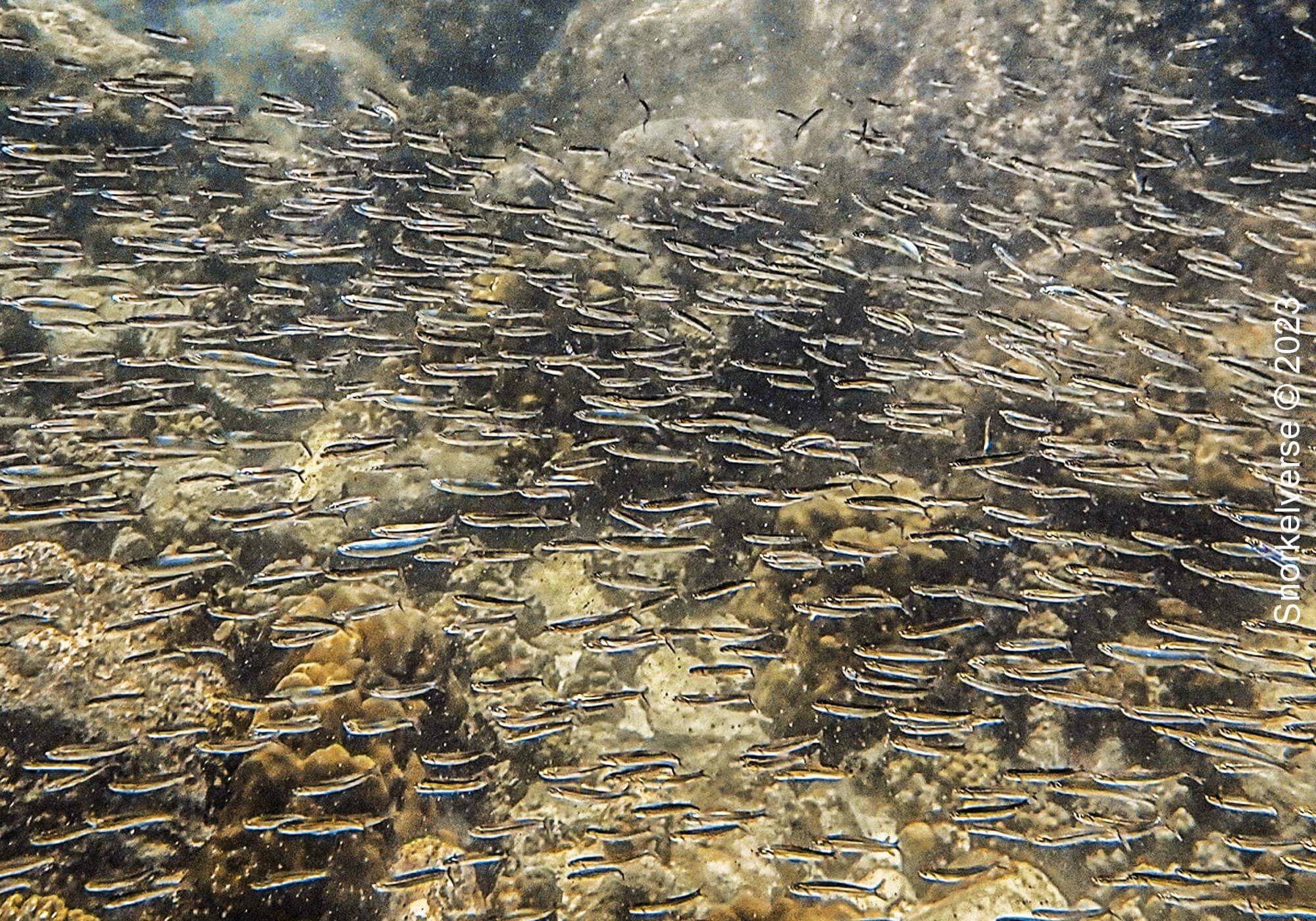 School of small fish, Koh Kra