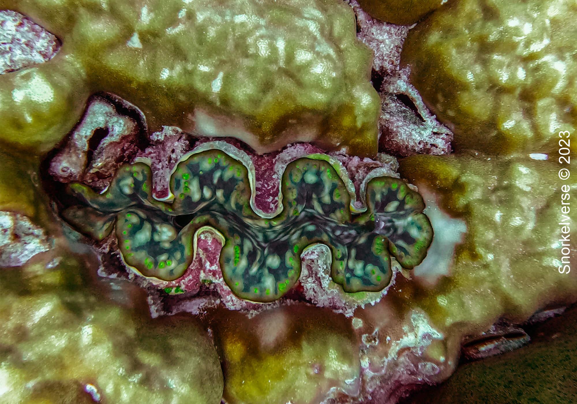Snorkeling the remote islands of Koh Haa 36 Giant Clam