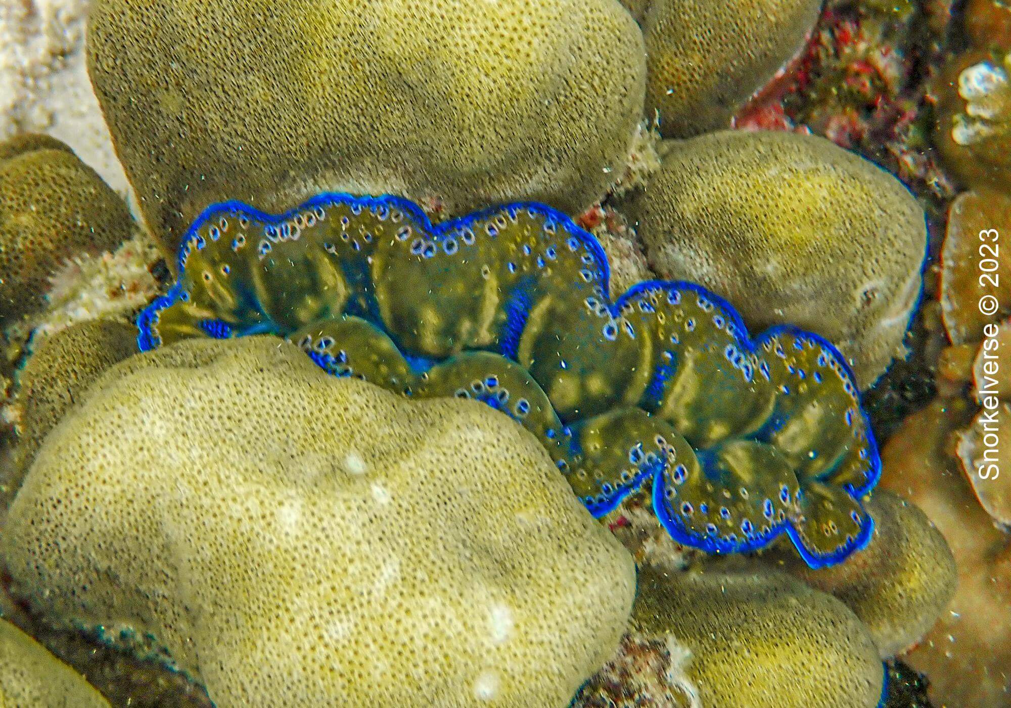 Oscellaris Clownfish, Koh Kra