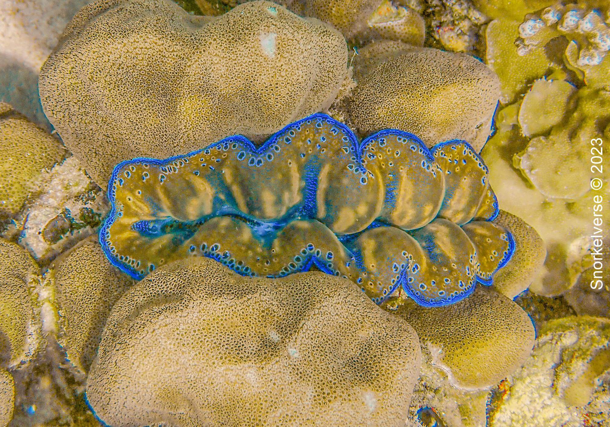 Giant Clam, Koh Kra