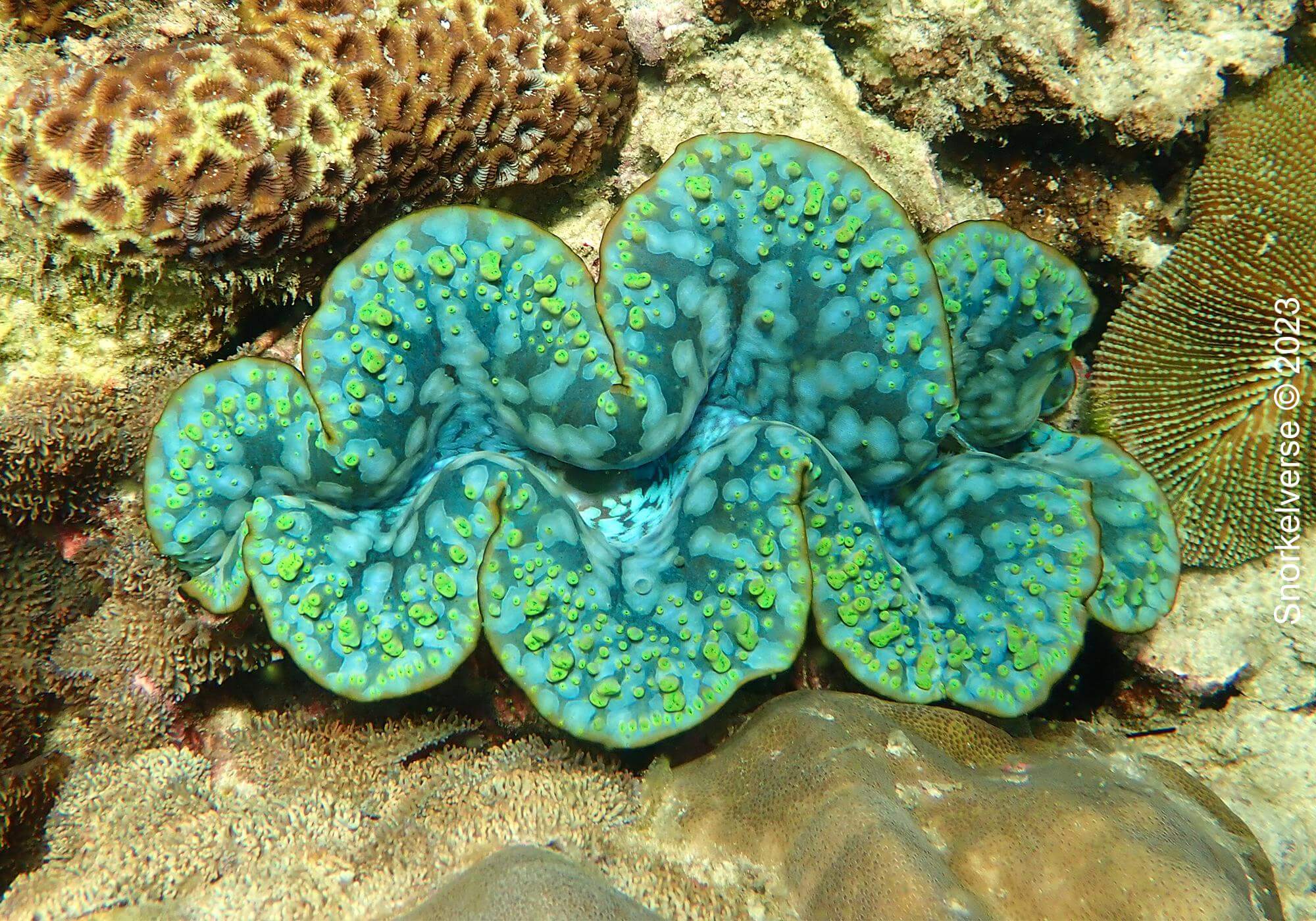 Giant Clam, Koh Pung