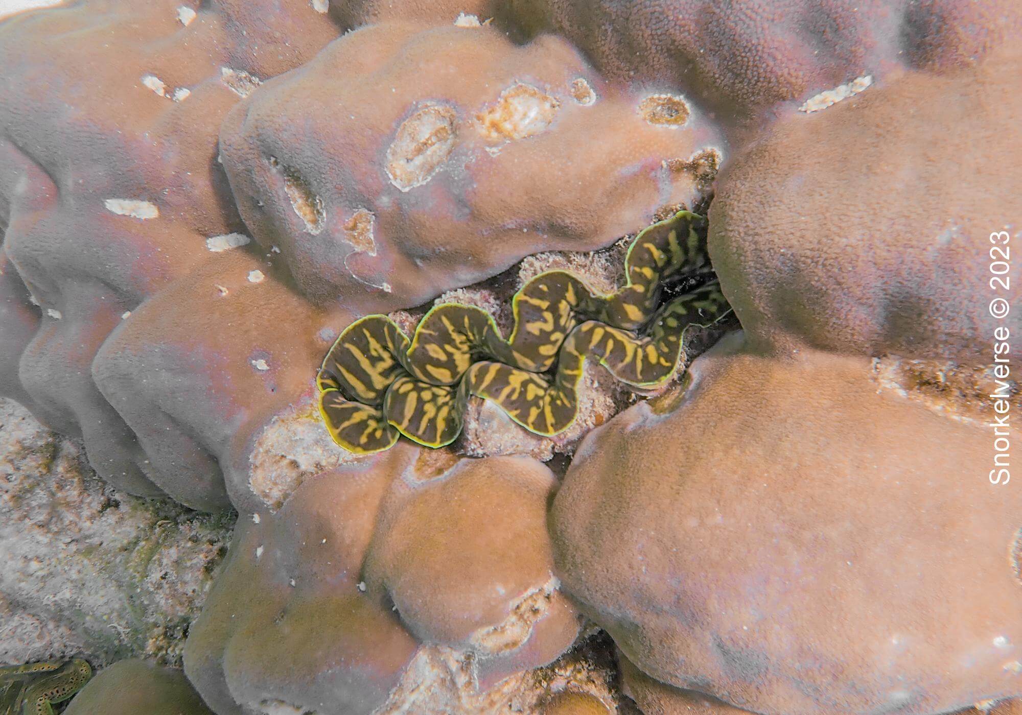 Snorkeling the popular Pattaya Beach, Koh Lipe 38 Giant Clam