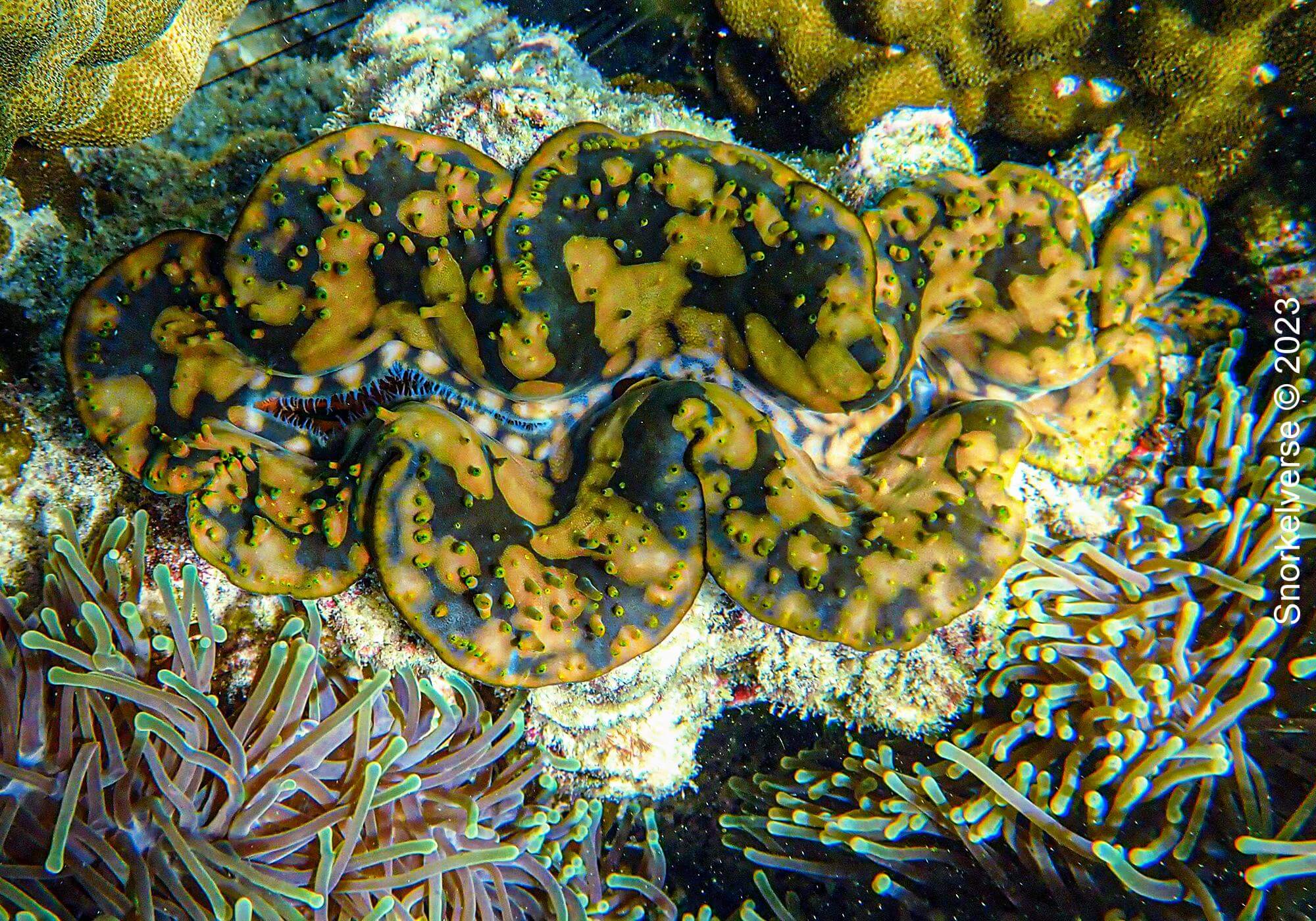 Orange, Grey Giant Clam