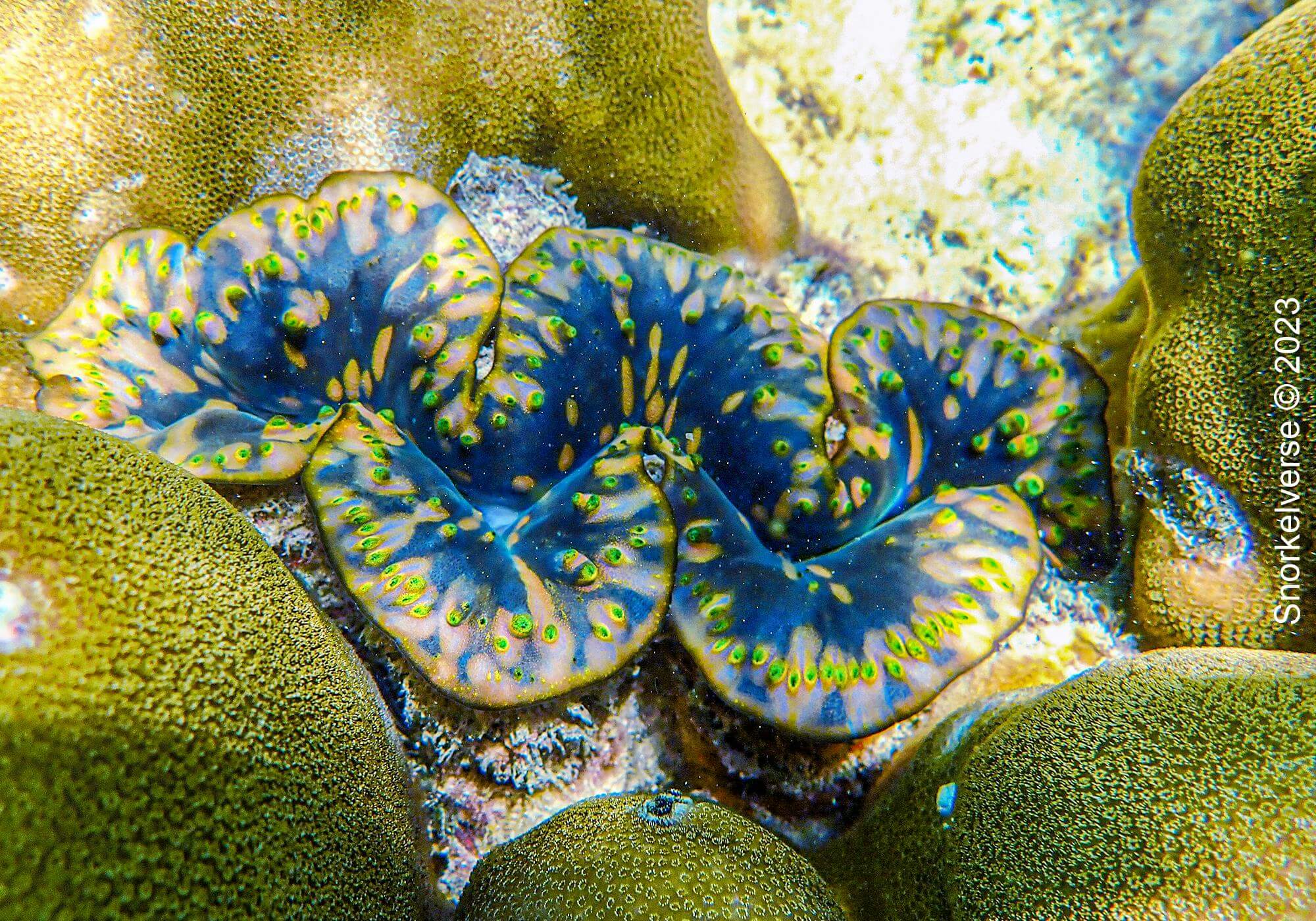 Blue and Yellow Giant Clam