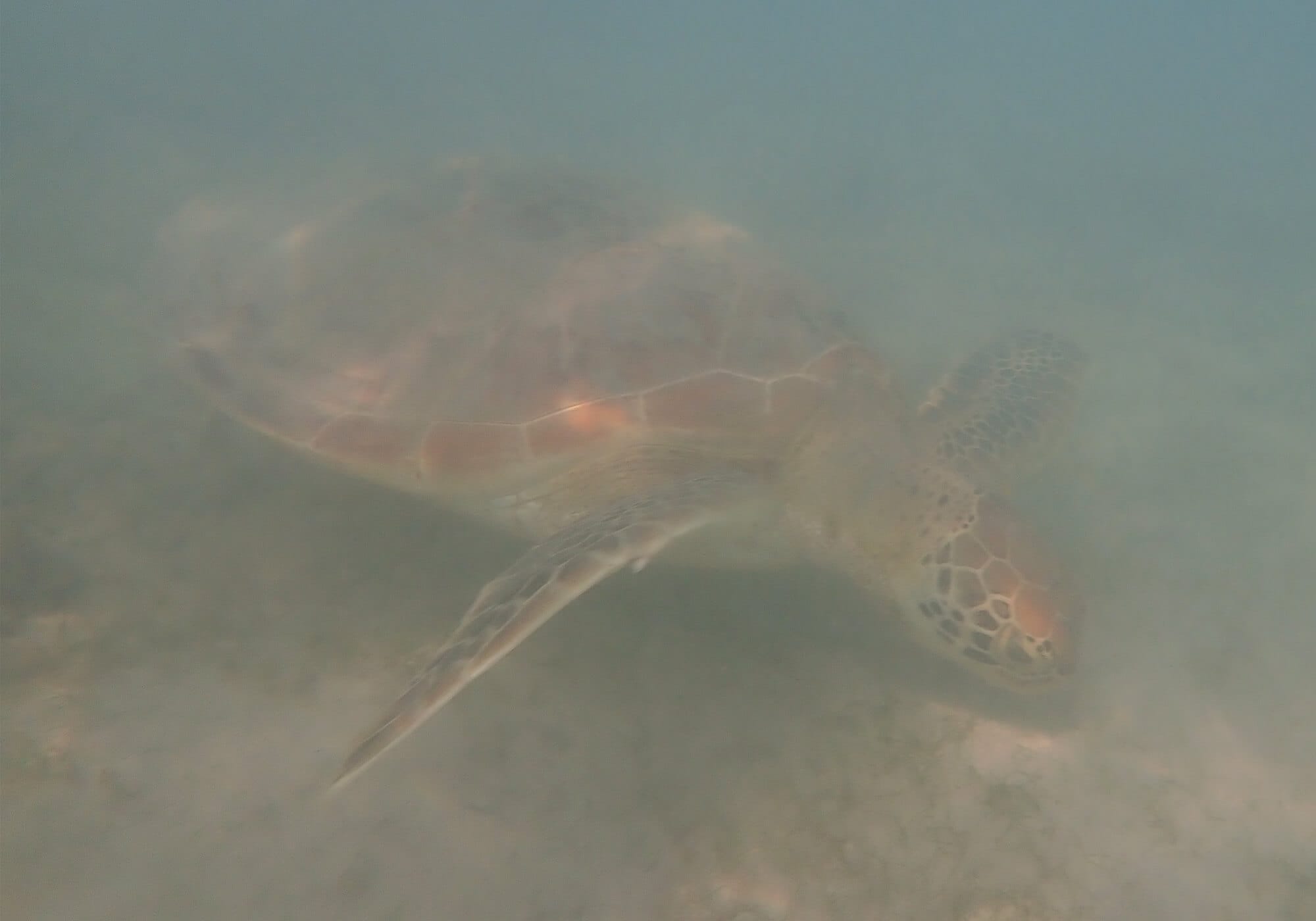 Green Turtle Sandy Water