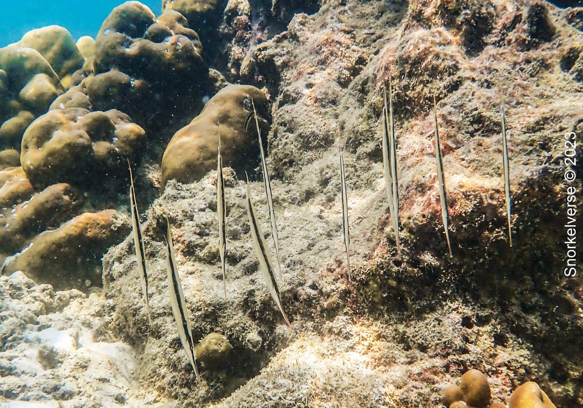 Grooved Razorfish