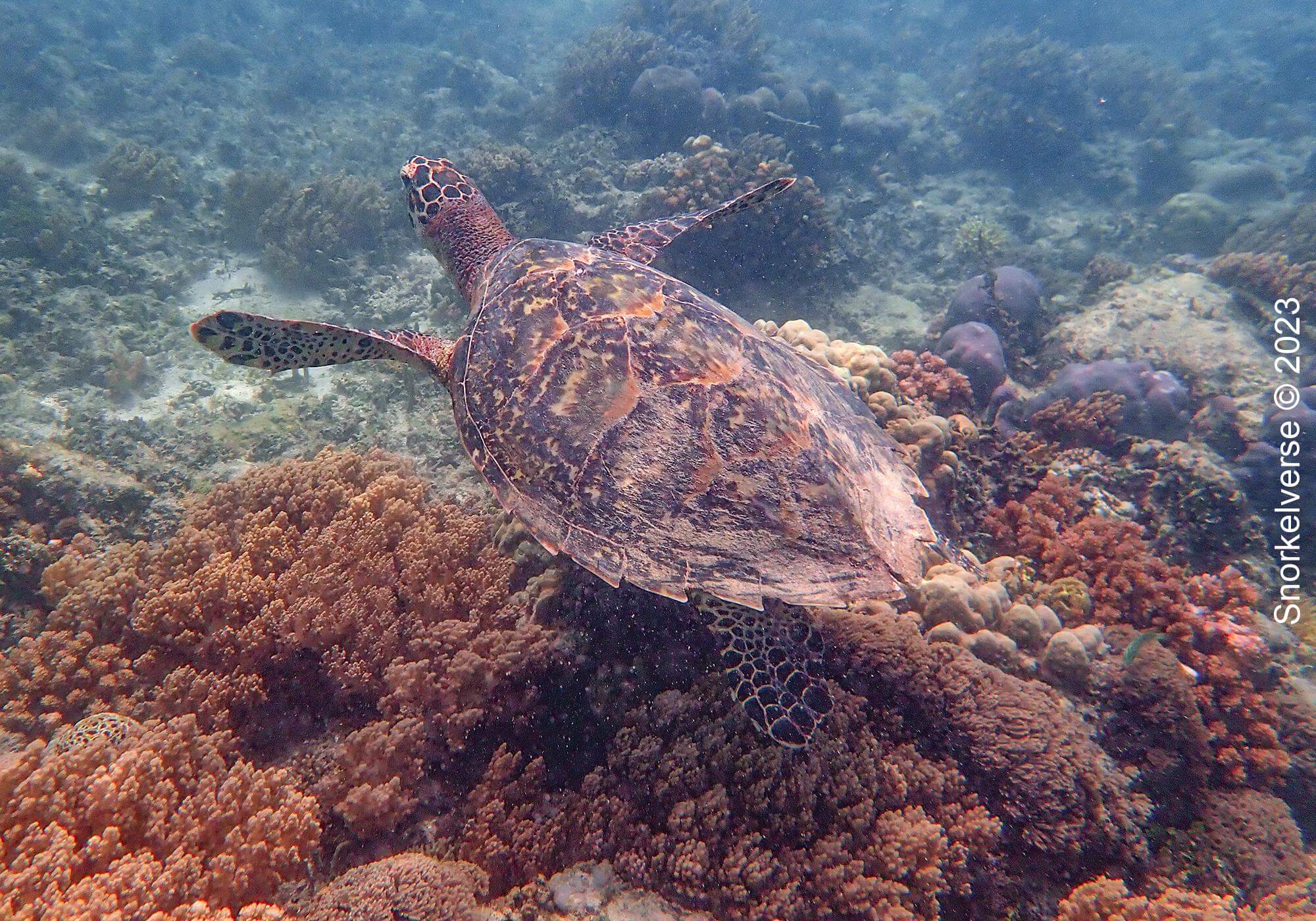 Hawksbill Turtle, Gili Air