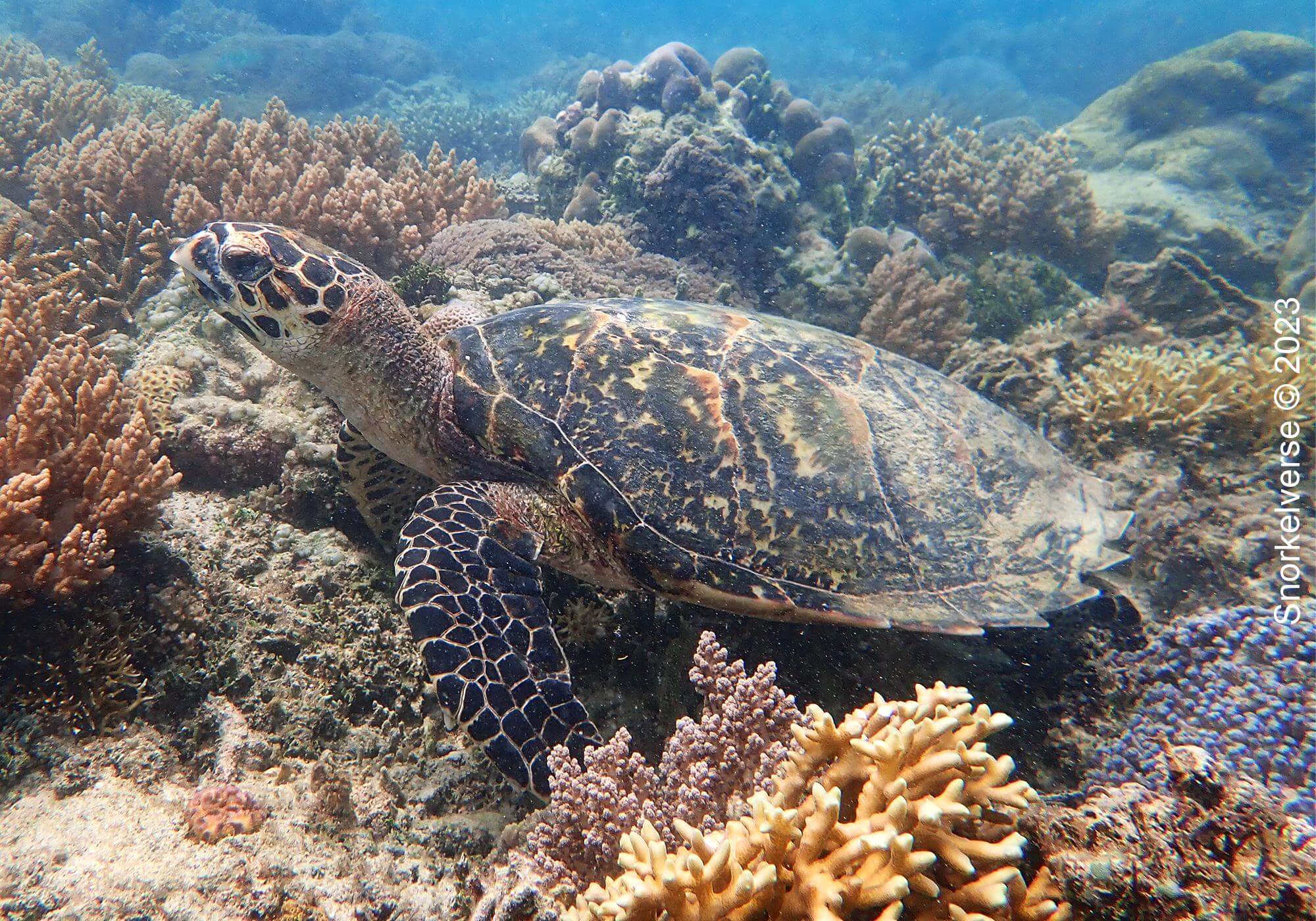 Hawksbill Turtle, Gili Air, Bali