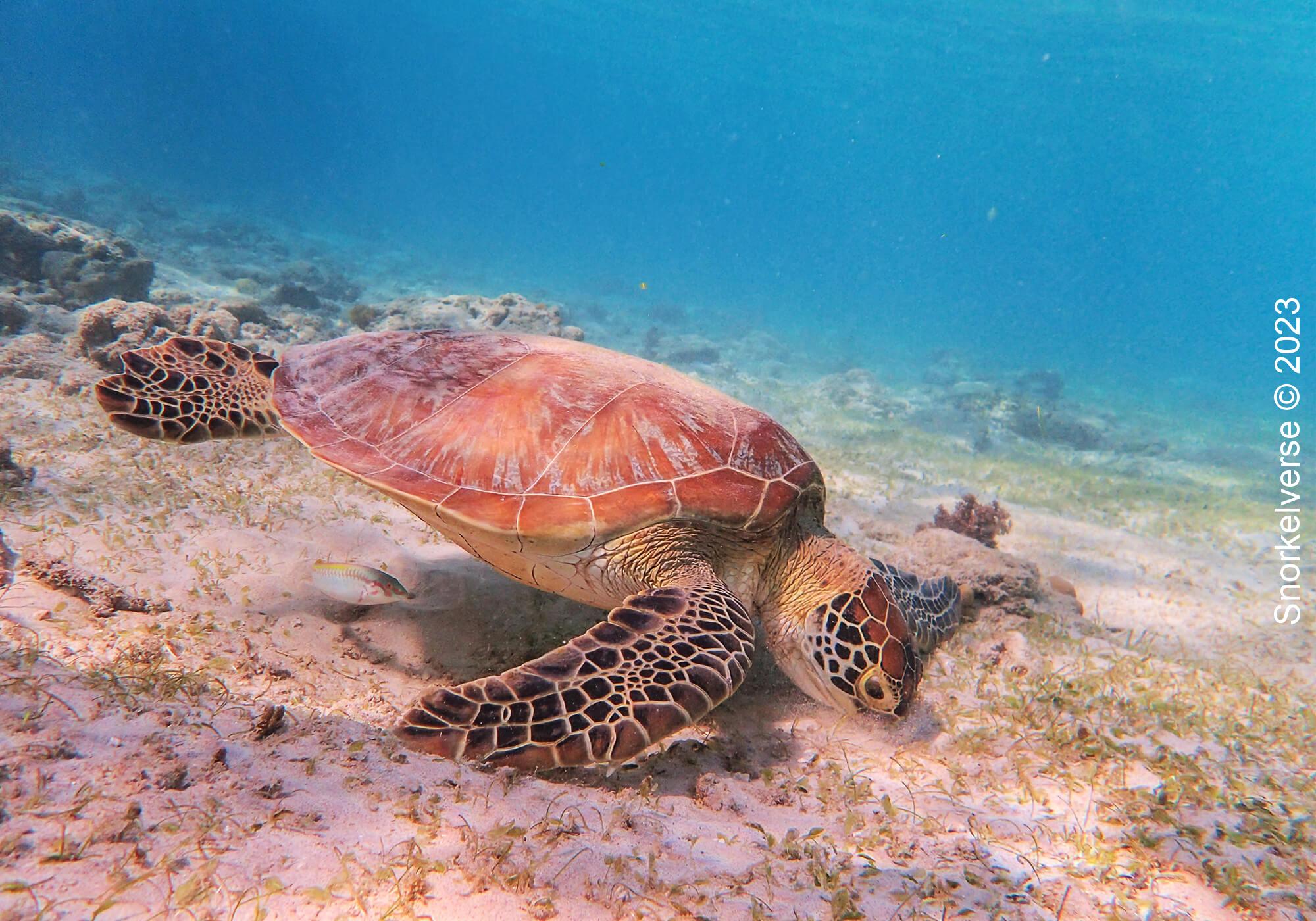Hawksbill Turtle, Gilit Trawangan, Gili Islands