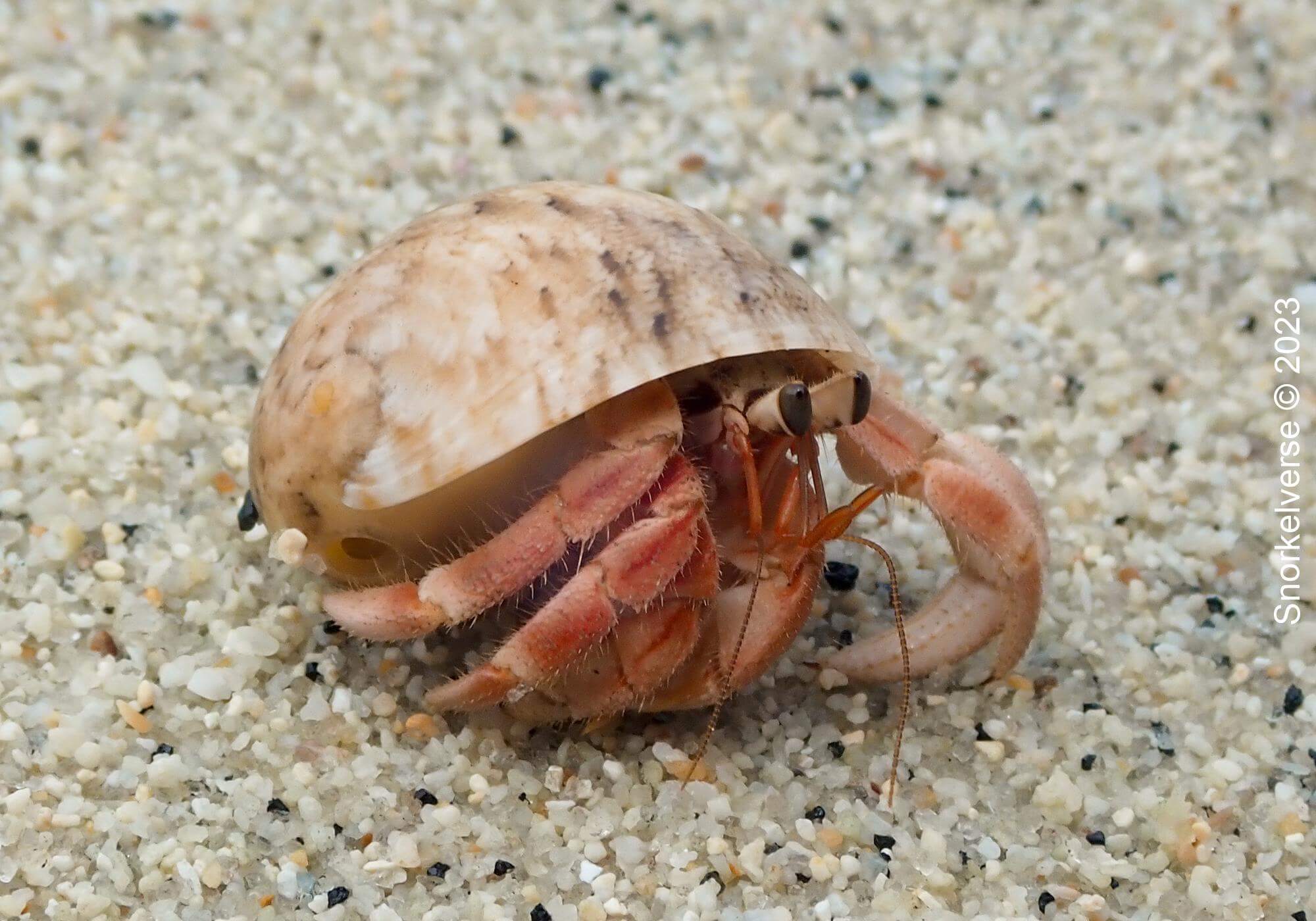 Hermit Crab Sunset Beach