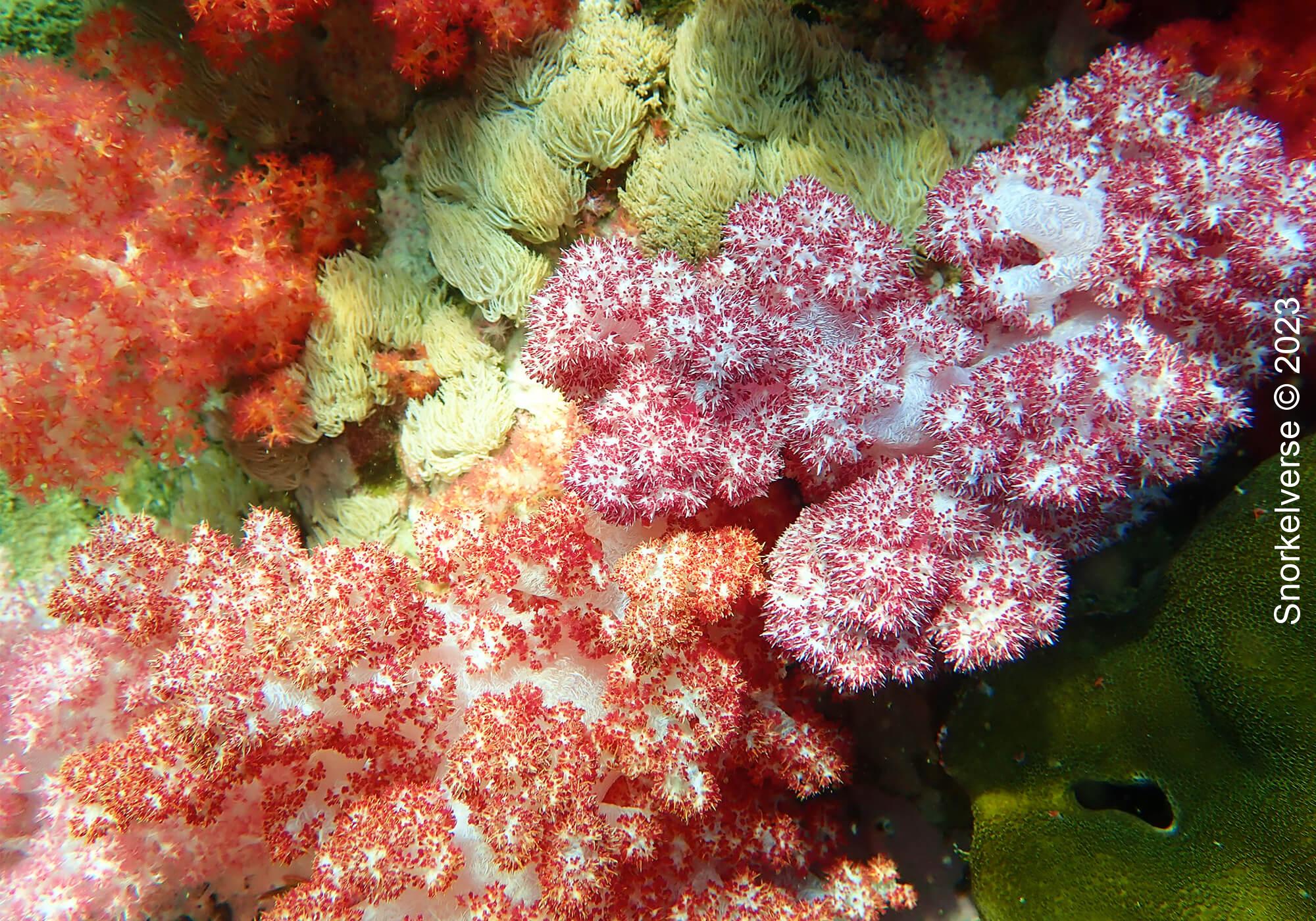 Jabang Pink Coral 1