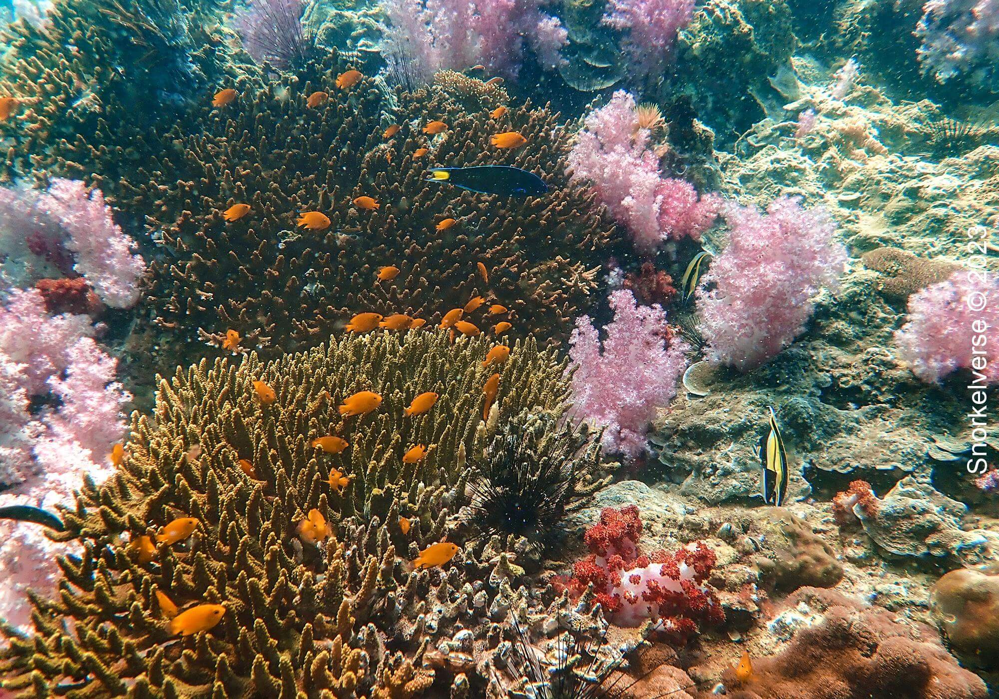 Jabang Pink Coral 12