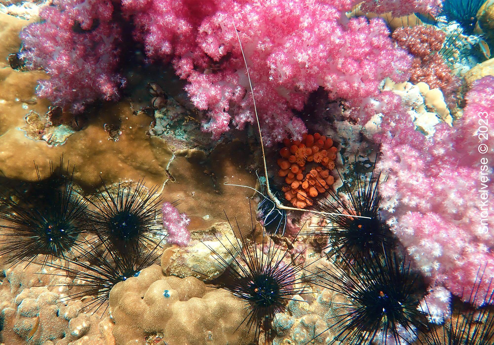 Jabang Pink Coral 3