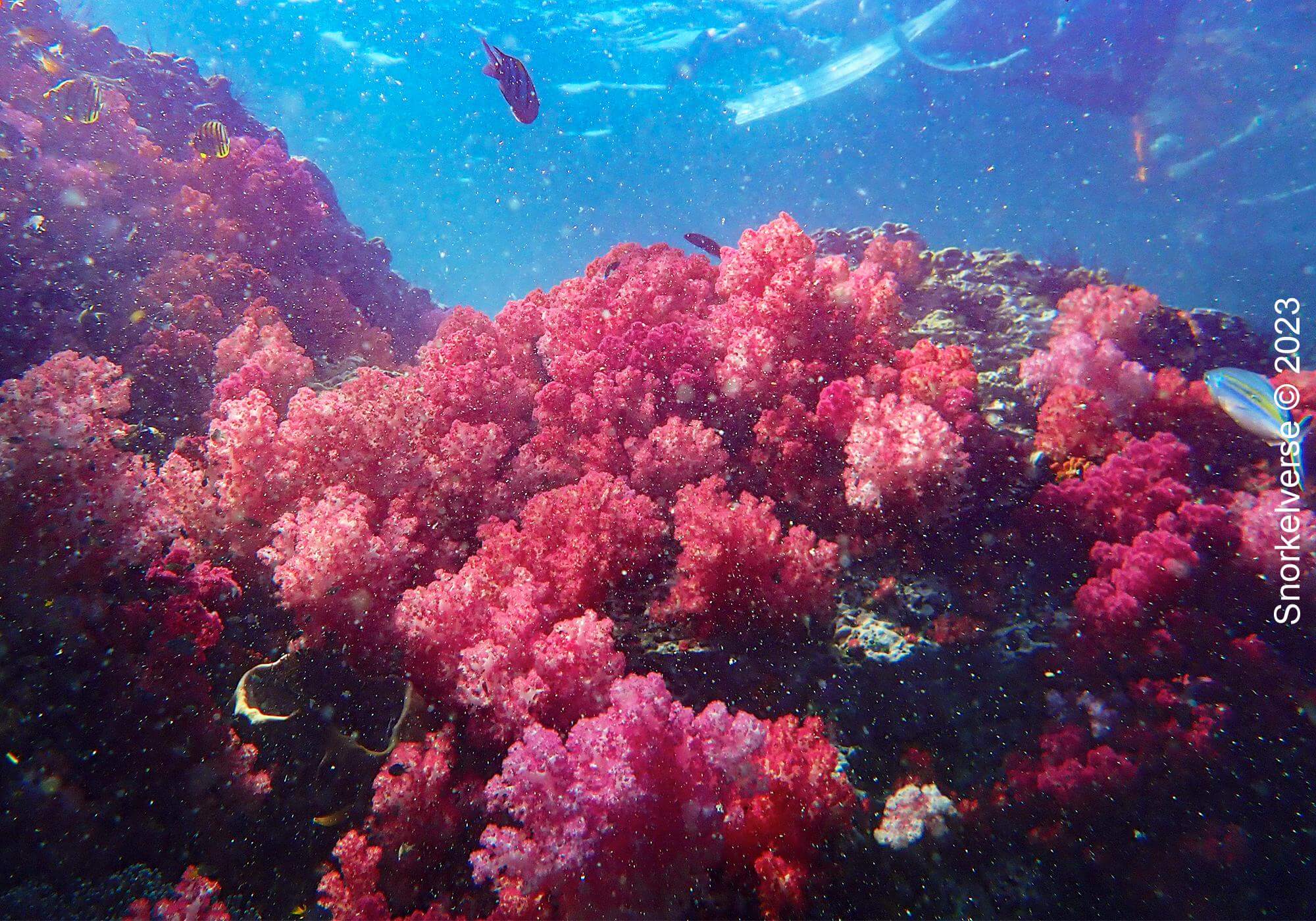 Jabang Pink coral, Koh Lipe