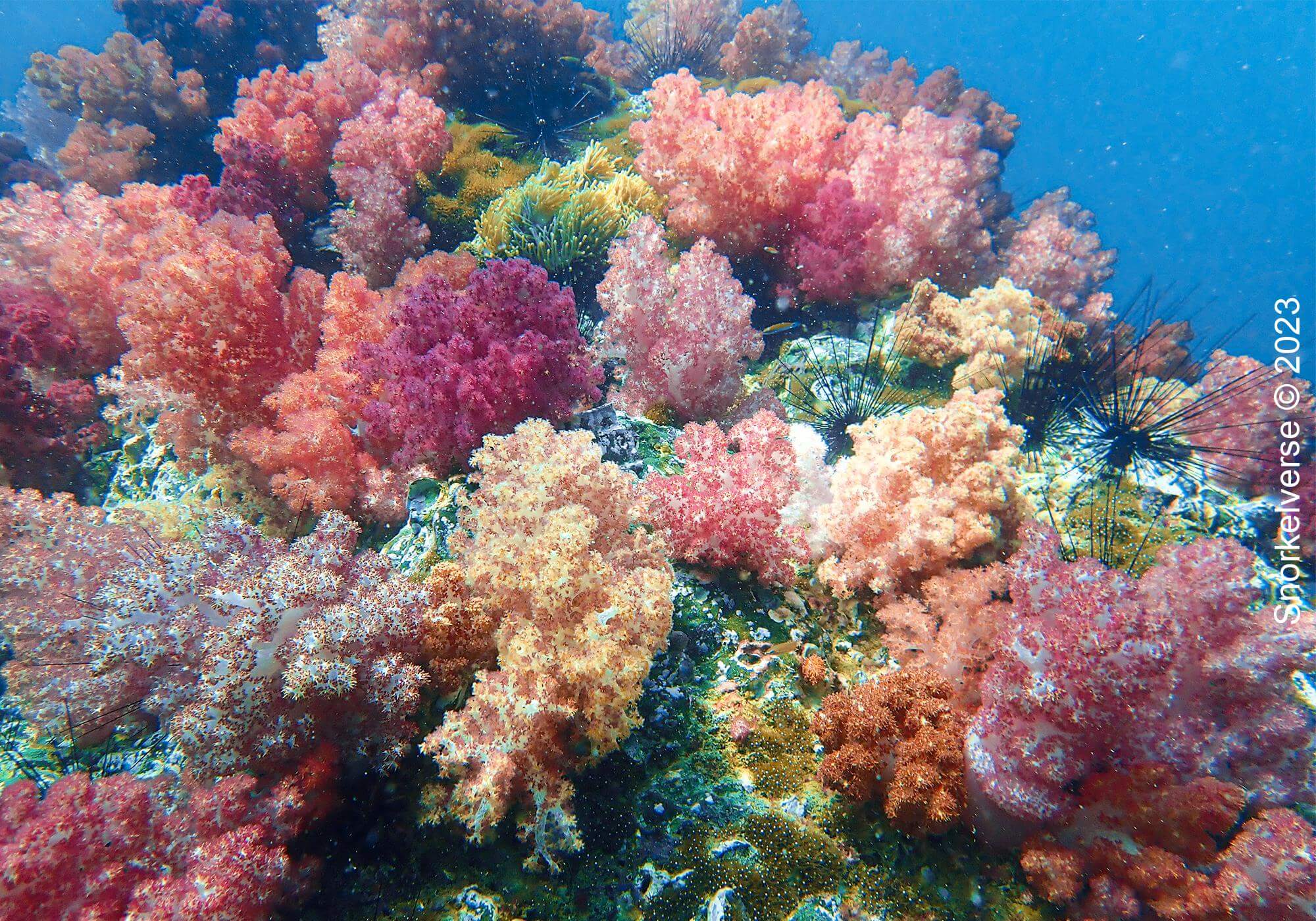 Pink coral, Jabang, Koh Lipe