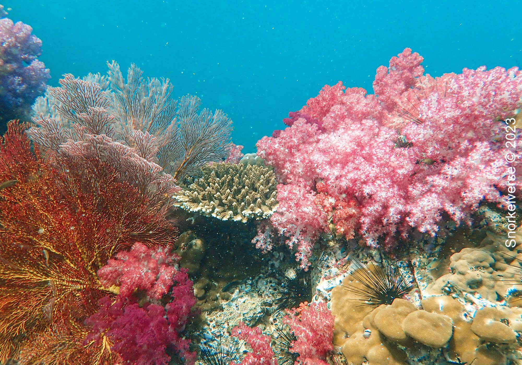 Koh Lipe Half Day Snorkel Trip 27 Jabang Pink Coral 7